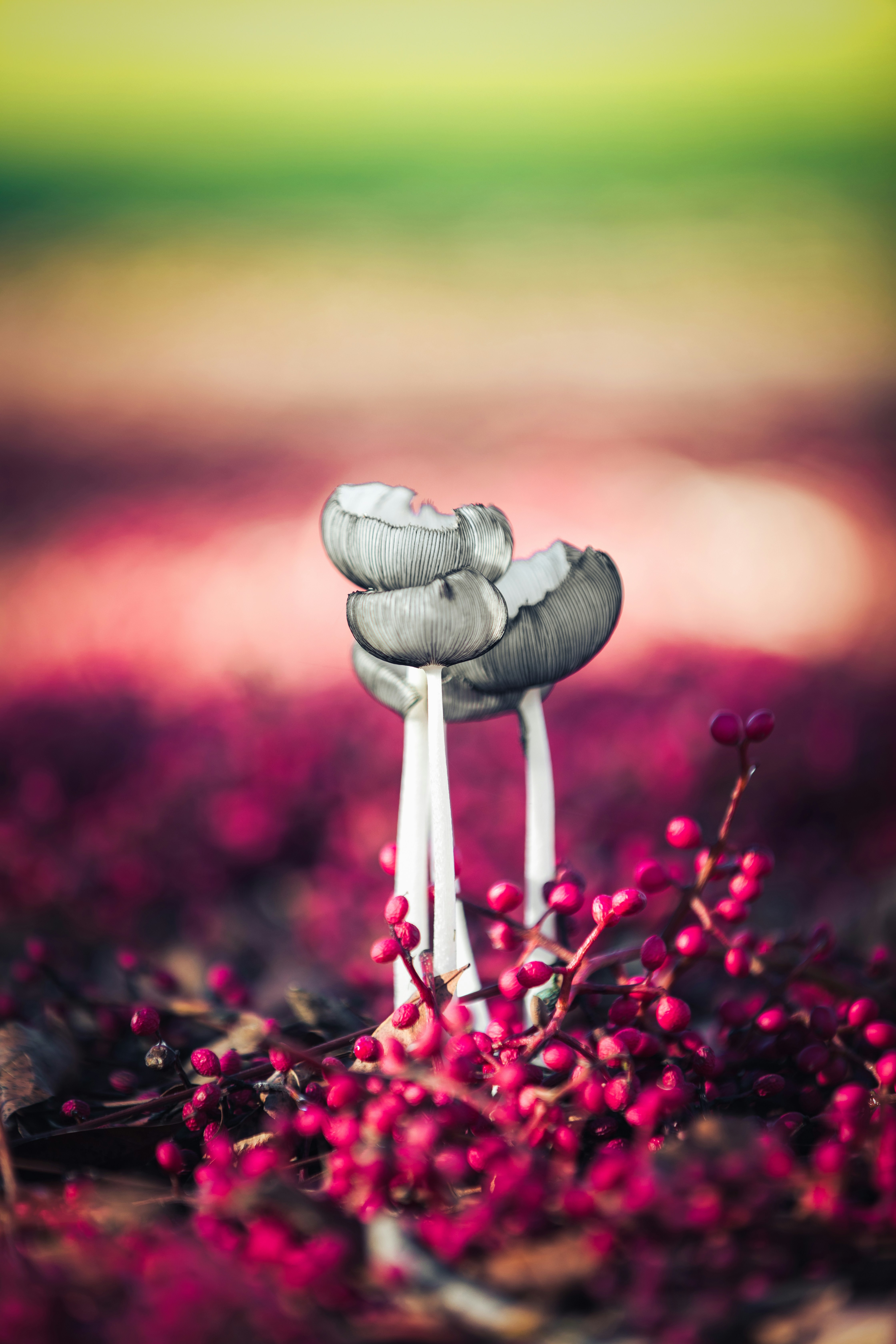 Small Mushrooms Among Red Berries