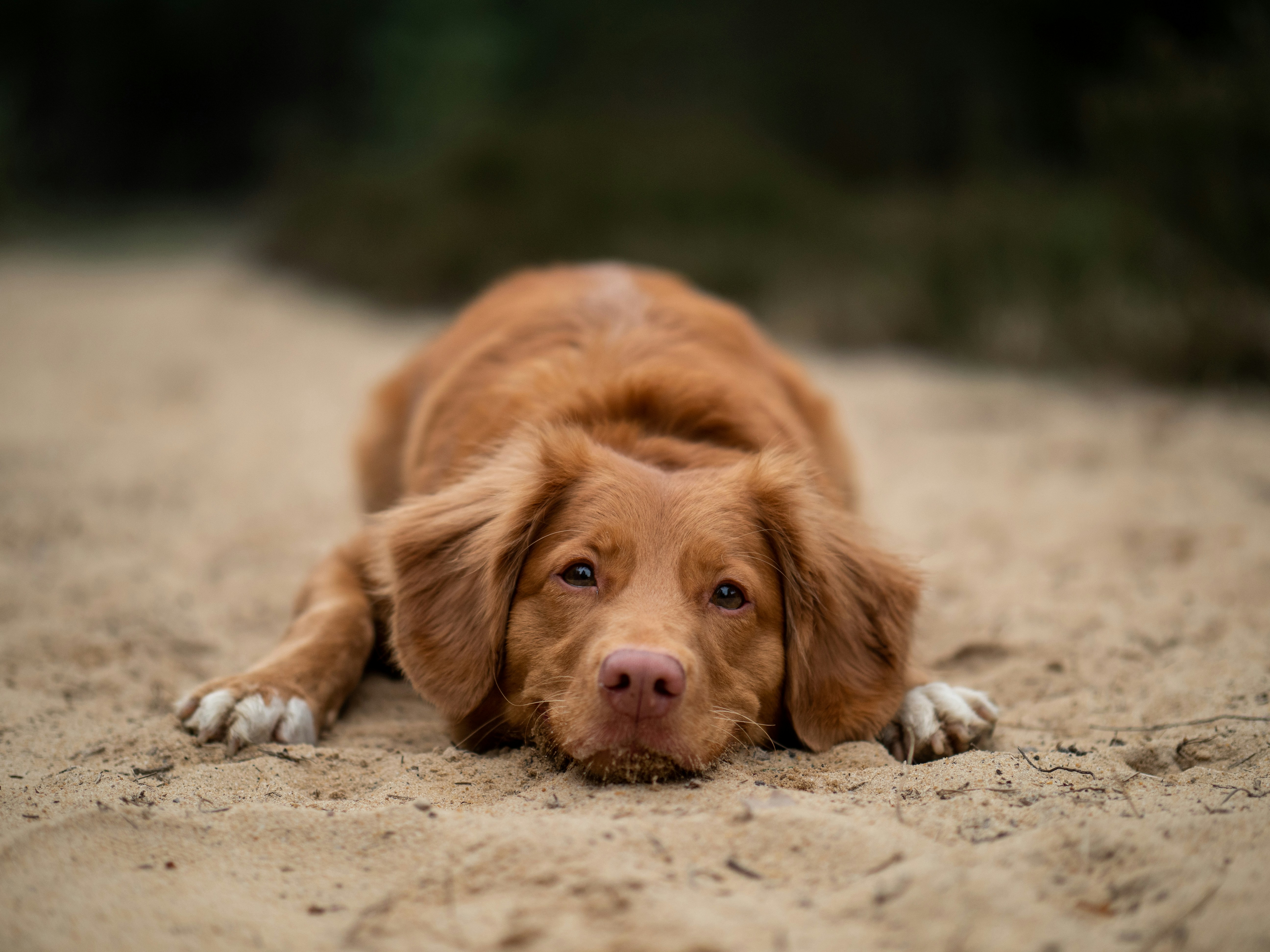 Ginger Retriever Lying on Sand