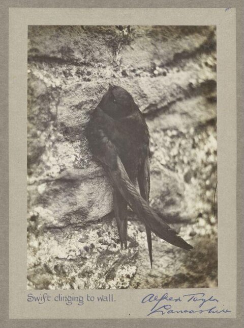 Swift Clinging to Stone Wall