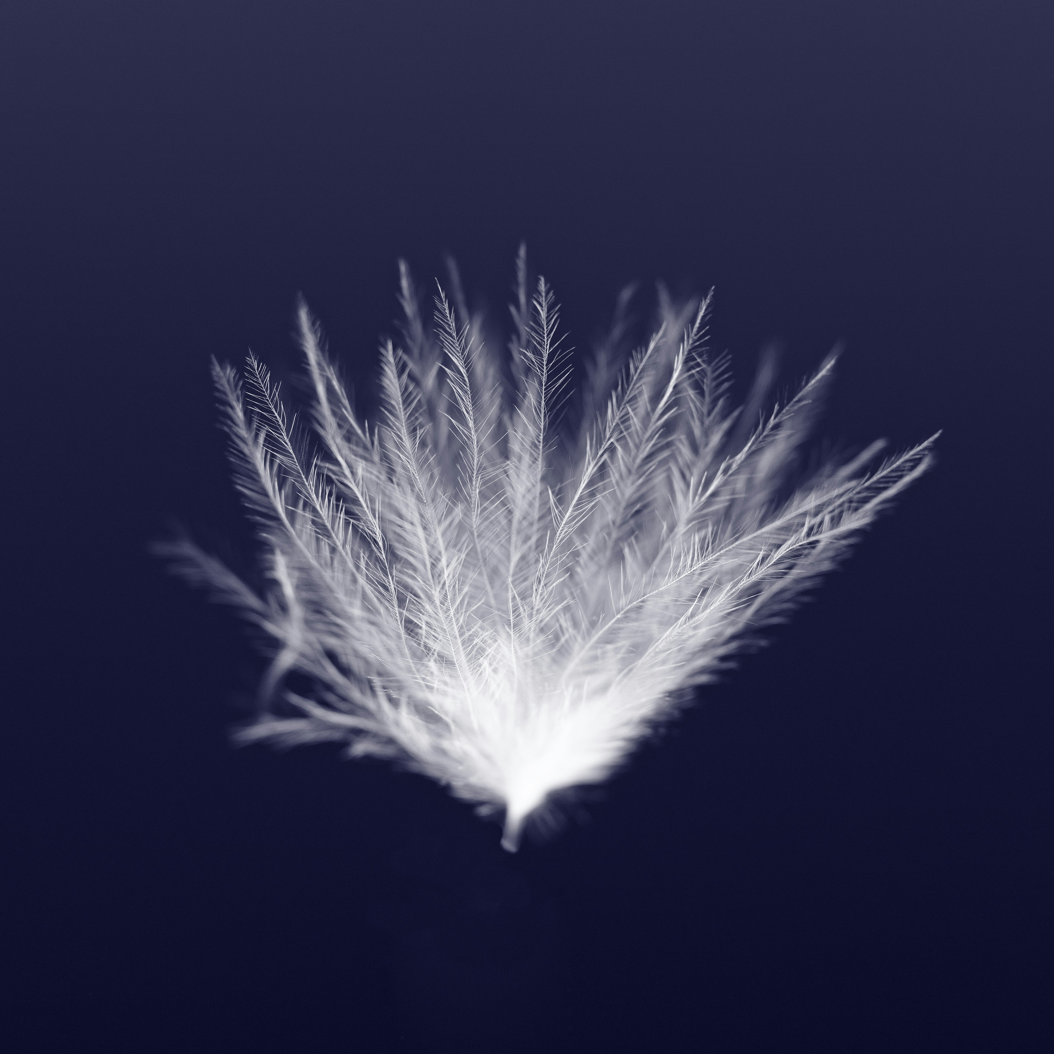 White Down Feather on Dark Blue Background