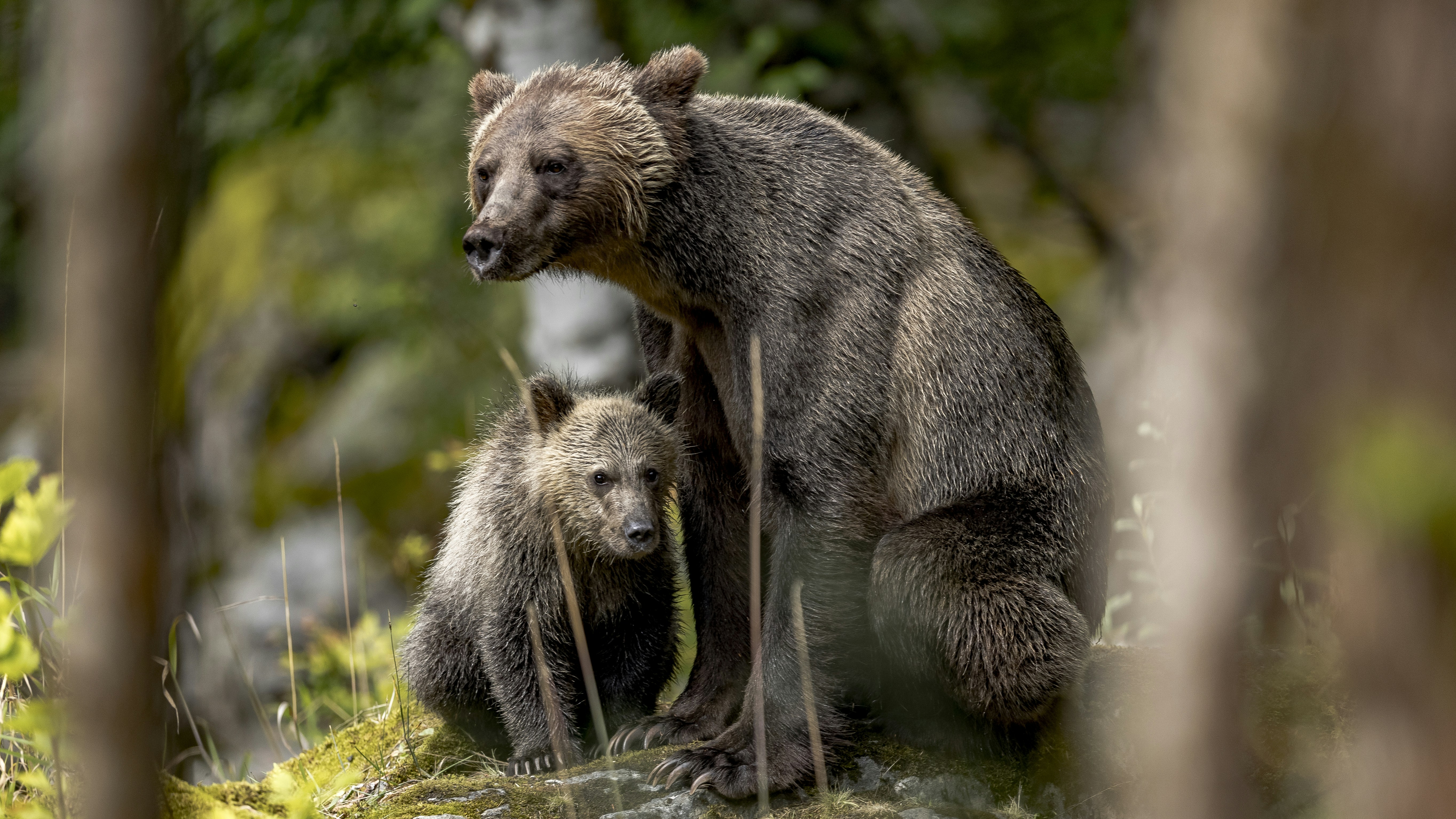 Grizzly Bear Mother and Cub in Forest
