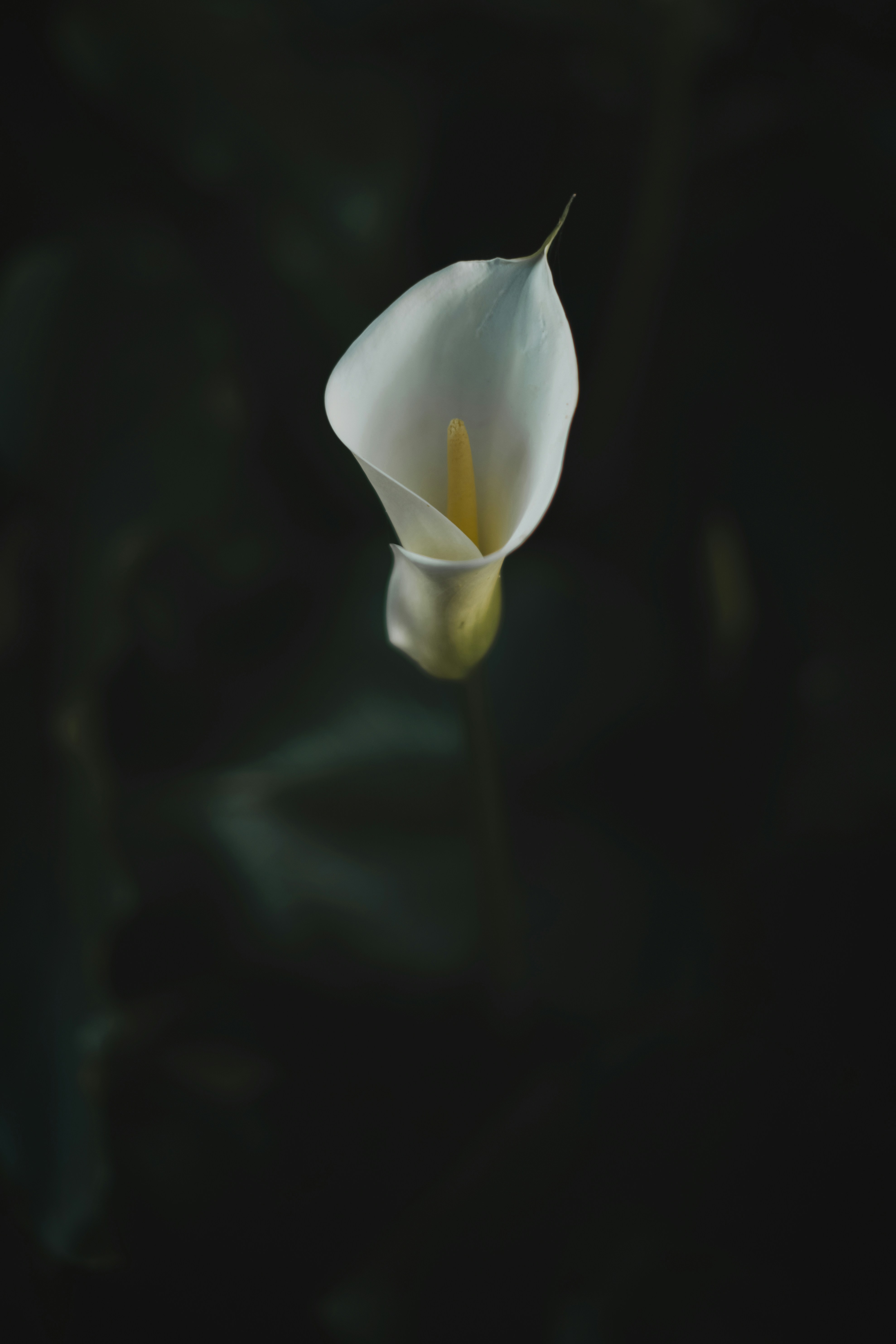 Single White Calla Lily
