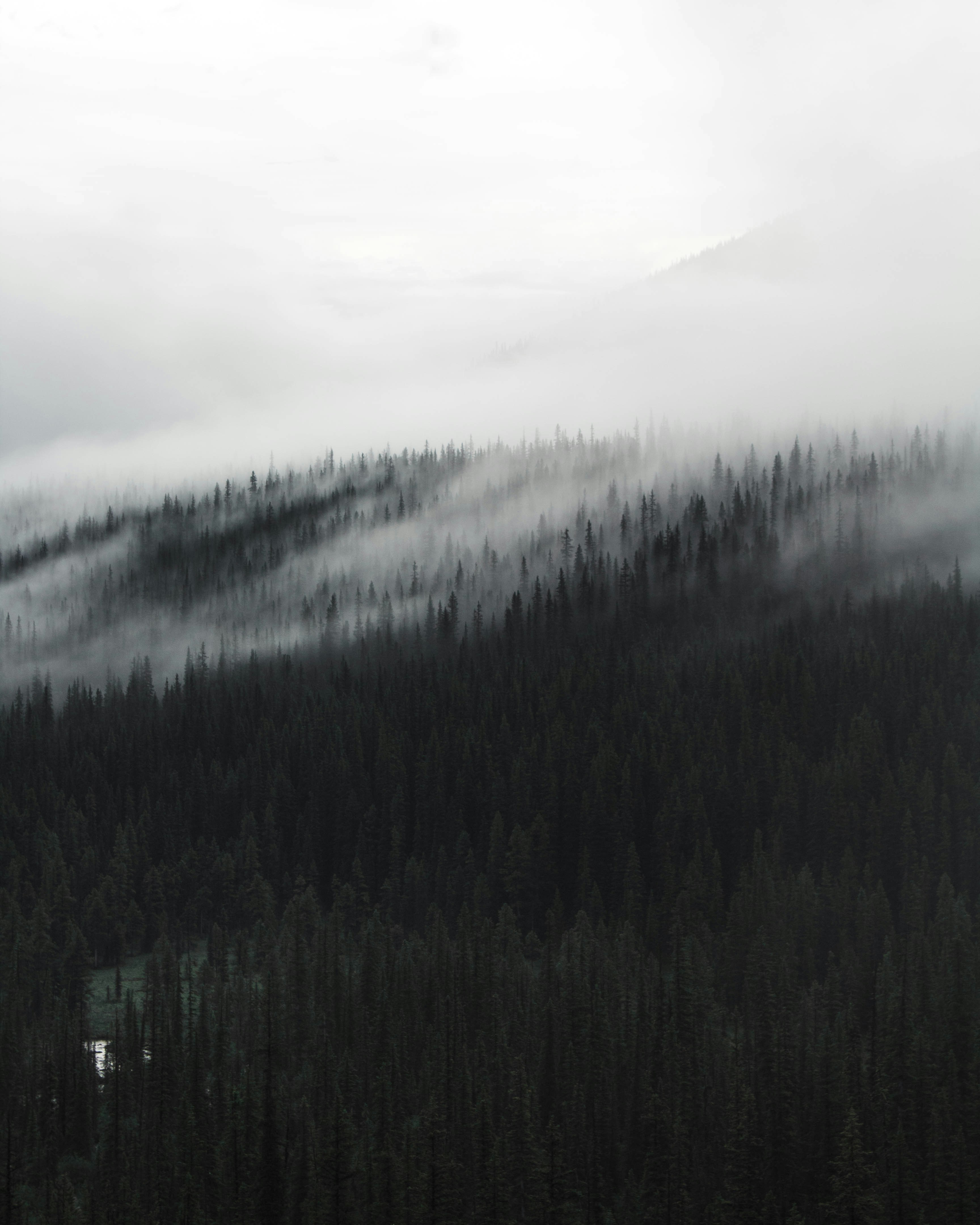 Misty Mountain Coniferous Forest