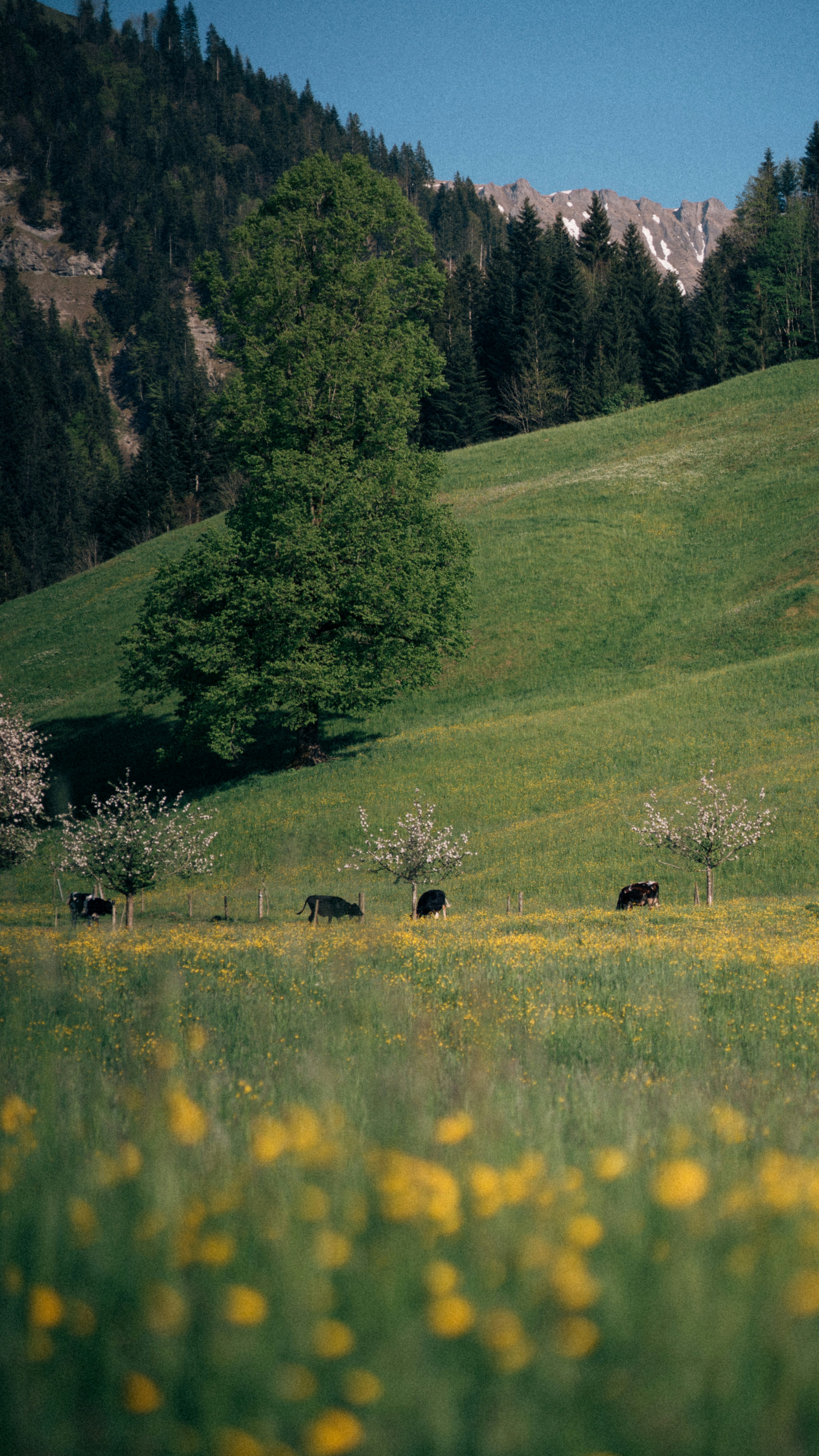 Image 1571411 — Nature
