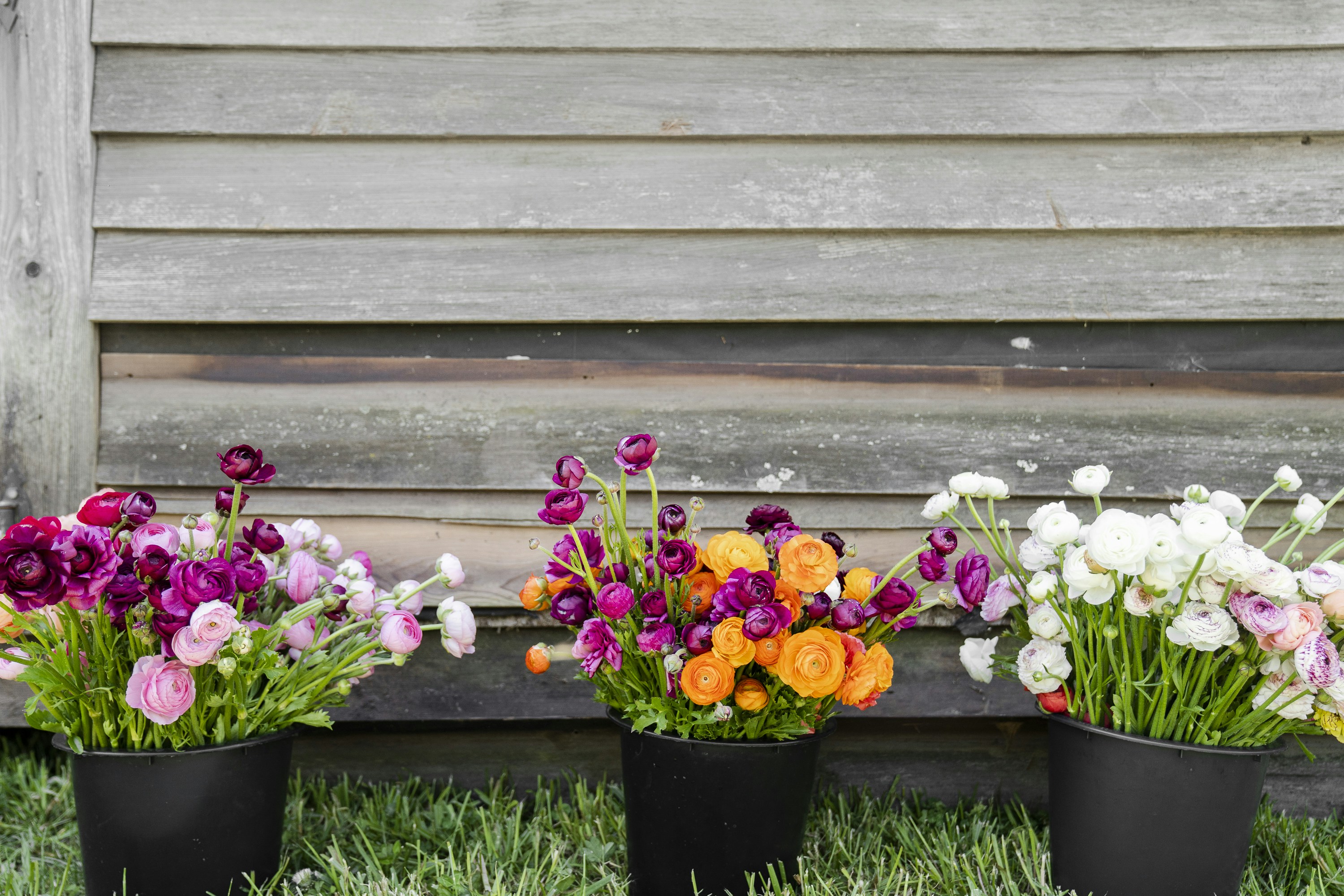 Three Buckets of Colorful Ranunculus Flowers