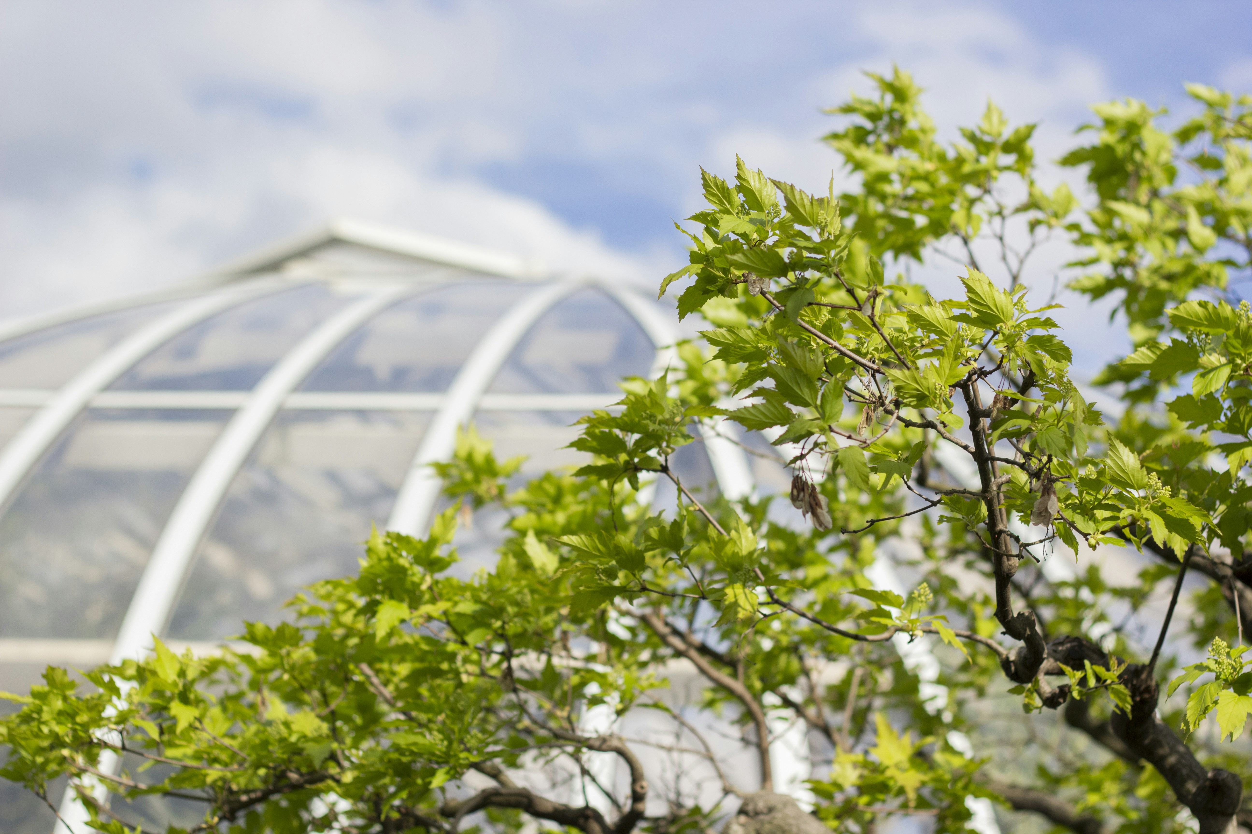 Fresh Spring Leaves by Glass Greenhouse — Plant Encyclopedia