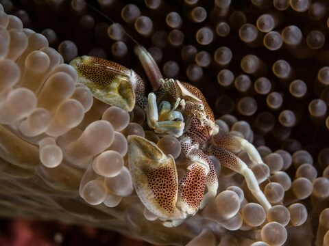 Spotted Crab Hiding in Sea Anemone