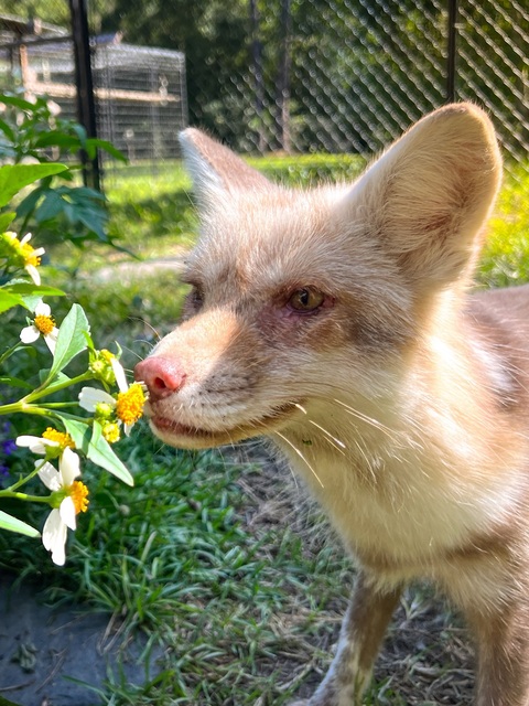 Fox Sniffing a Wild Flower