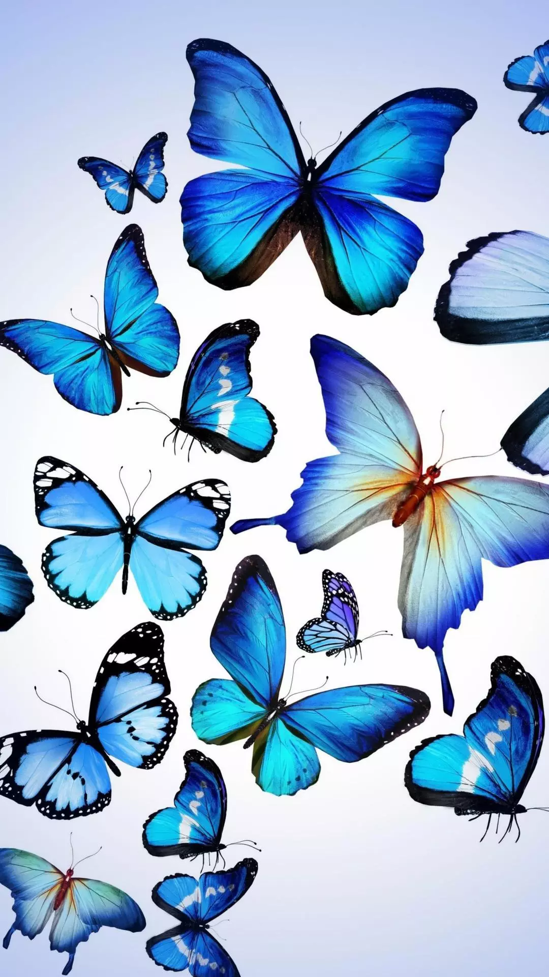 Wallpapers