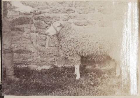 Leashed Sheep Against Stone Wall