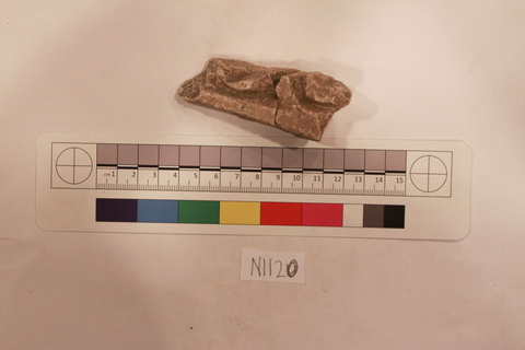 Fossil Specimen N1120 with Scale Bar