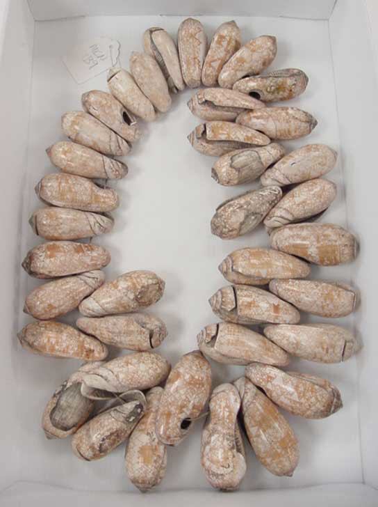 Fossil Shell Specimen Collection