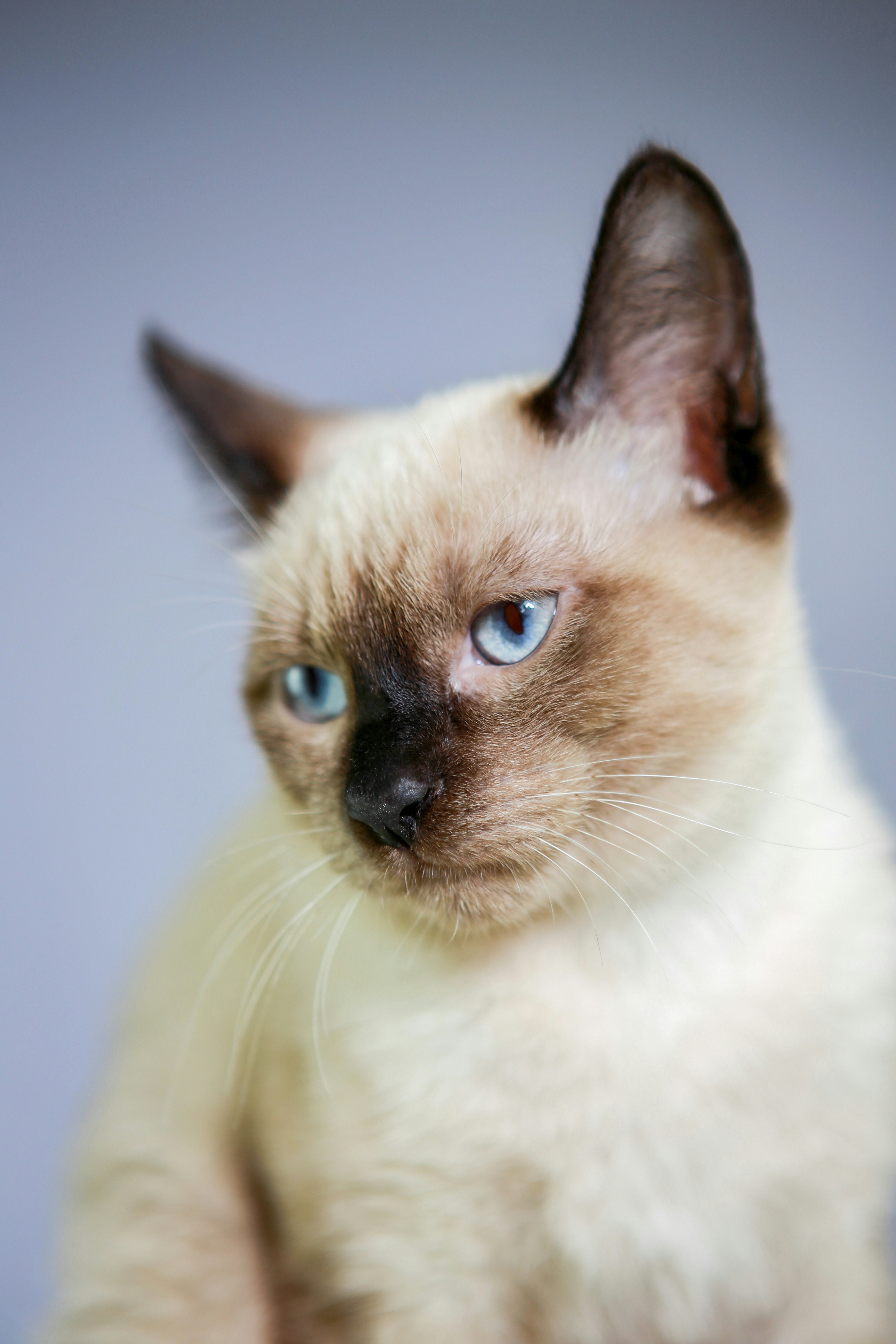 Close-up of Siamese Cat