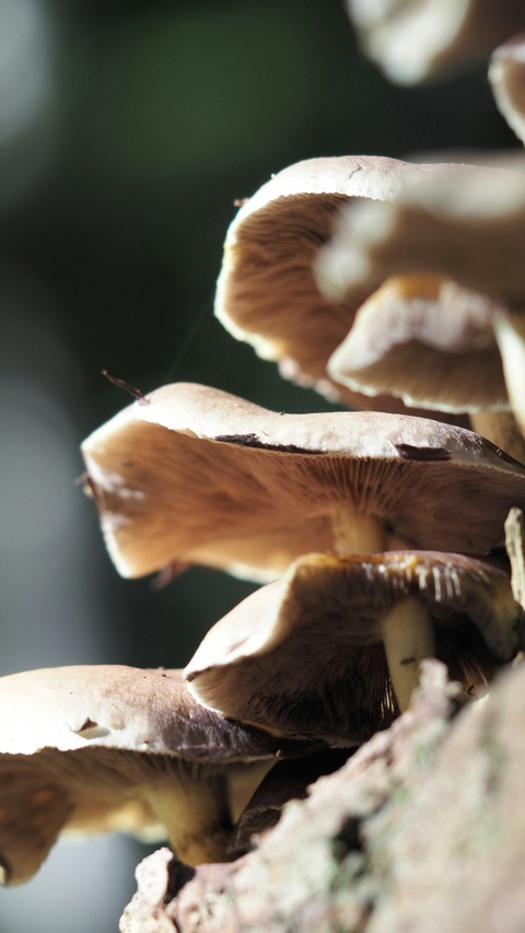 Cluster of Wild Mushrooms on Bark