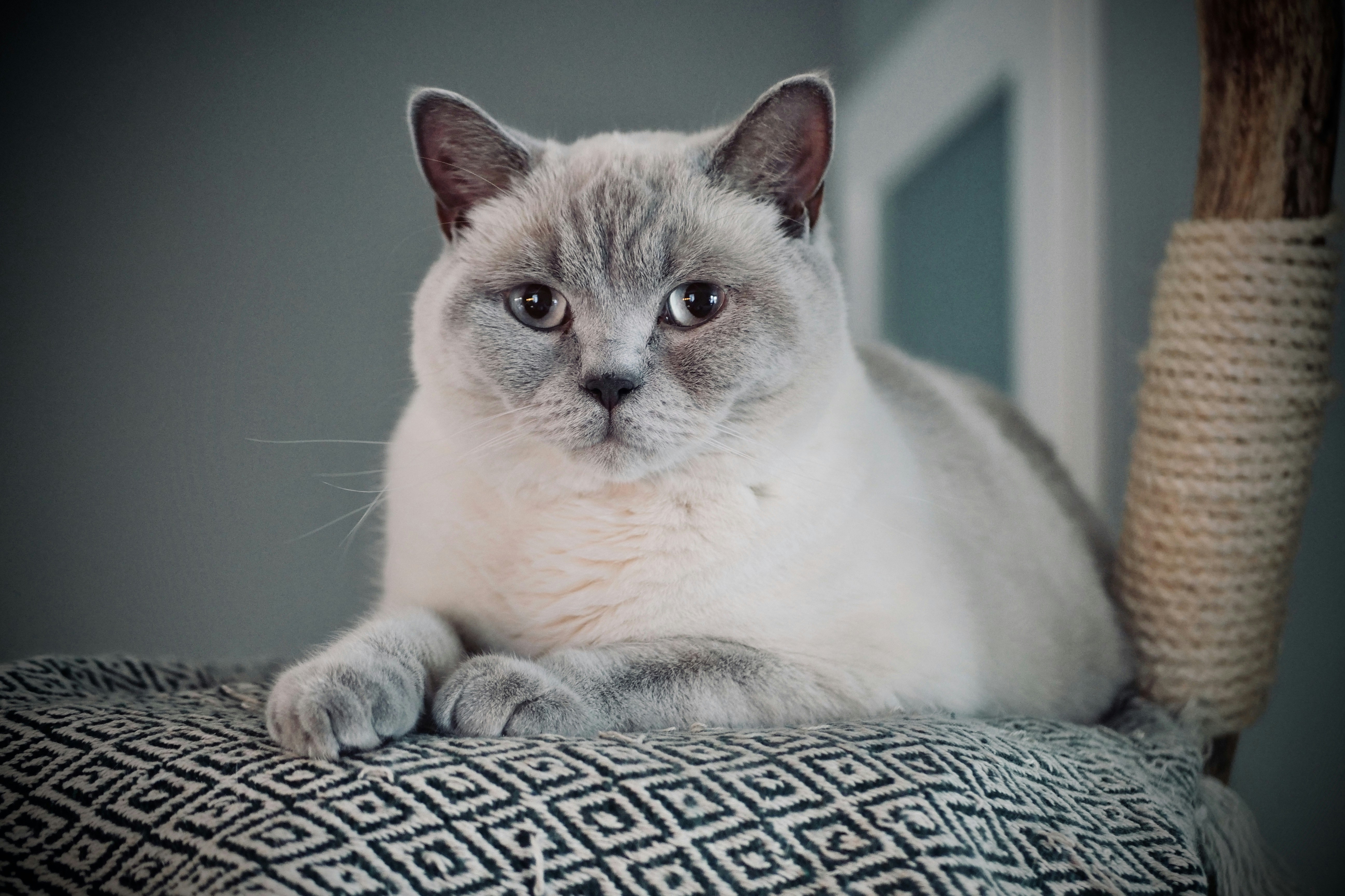 Colorpoint Shorthair Cat Resting