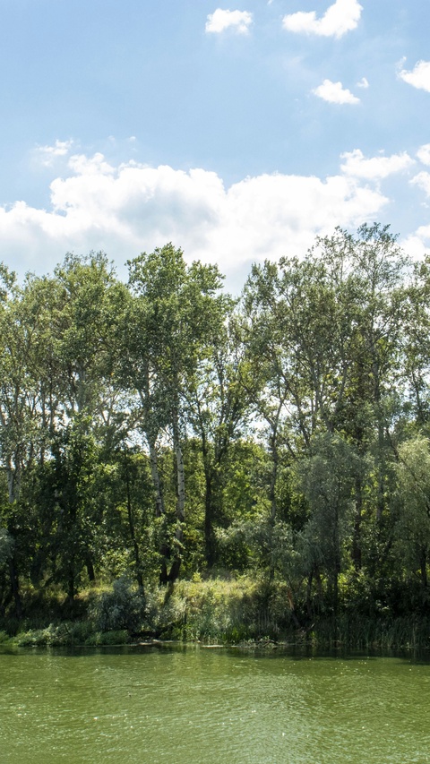 Forested River Bank on Sunny Day