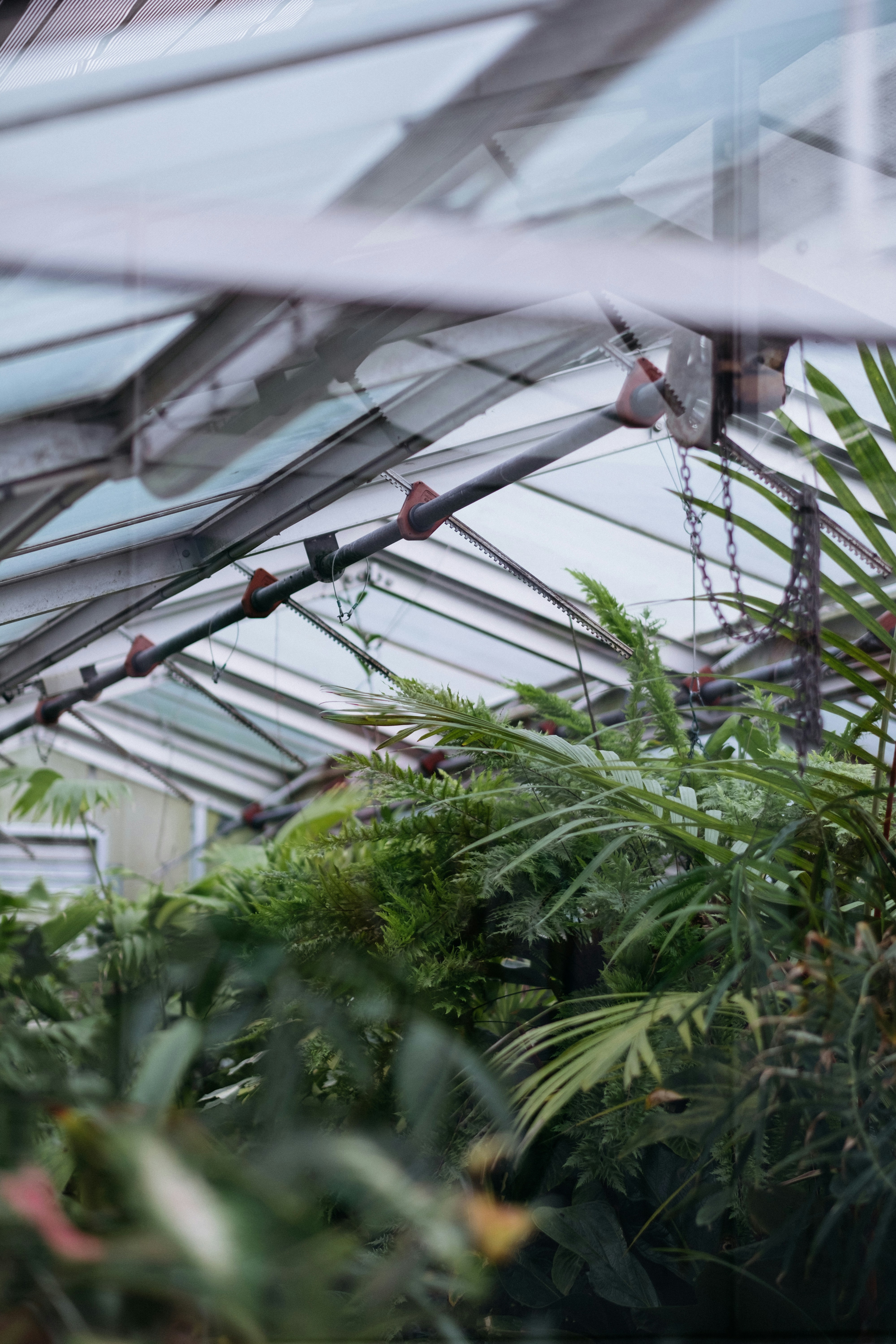 Lush Plants Inside Glass Greenhouse