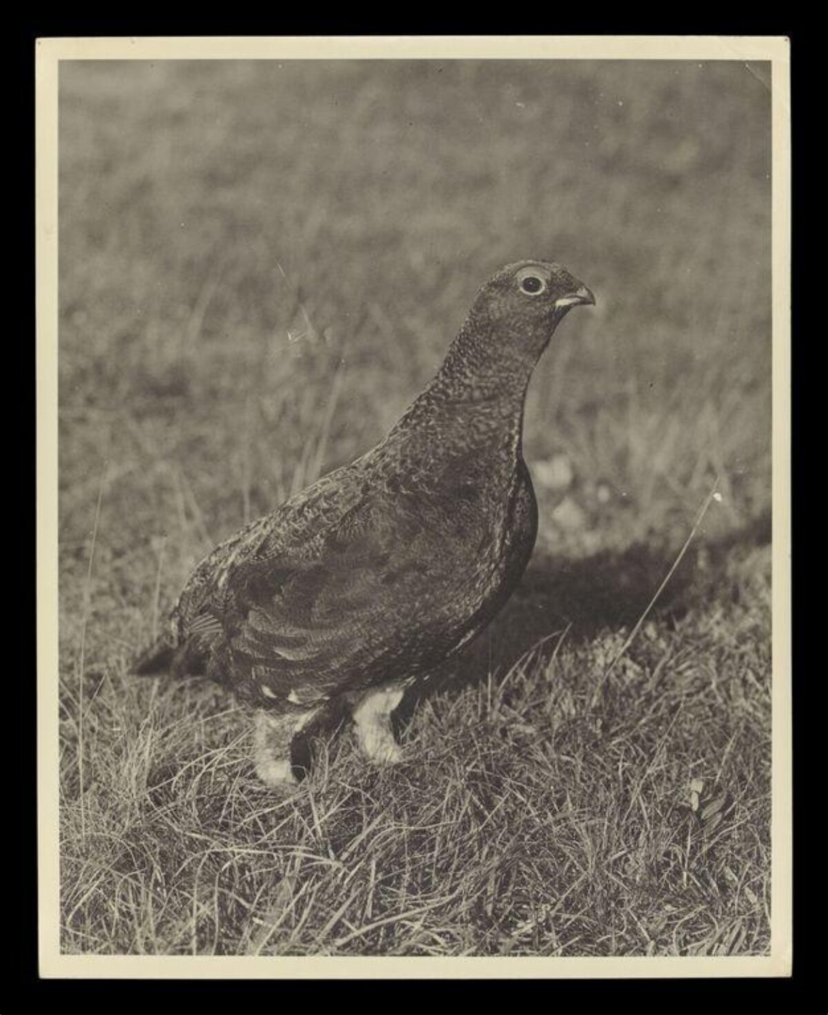 Grouse Standing on Grass