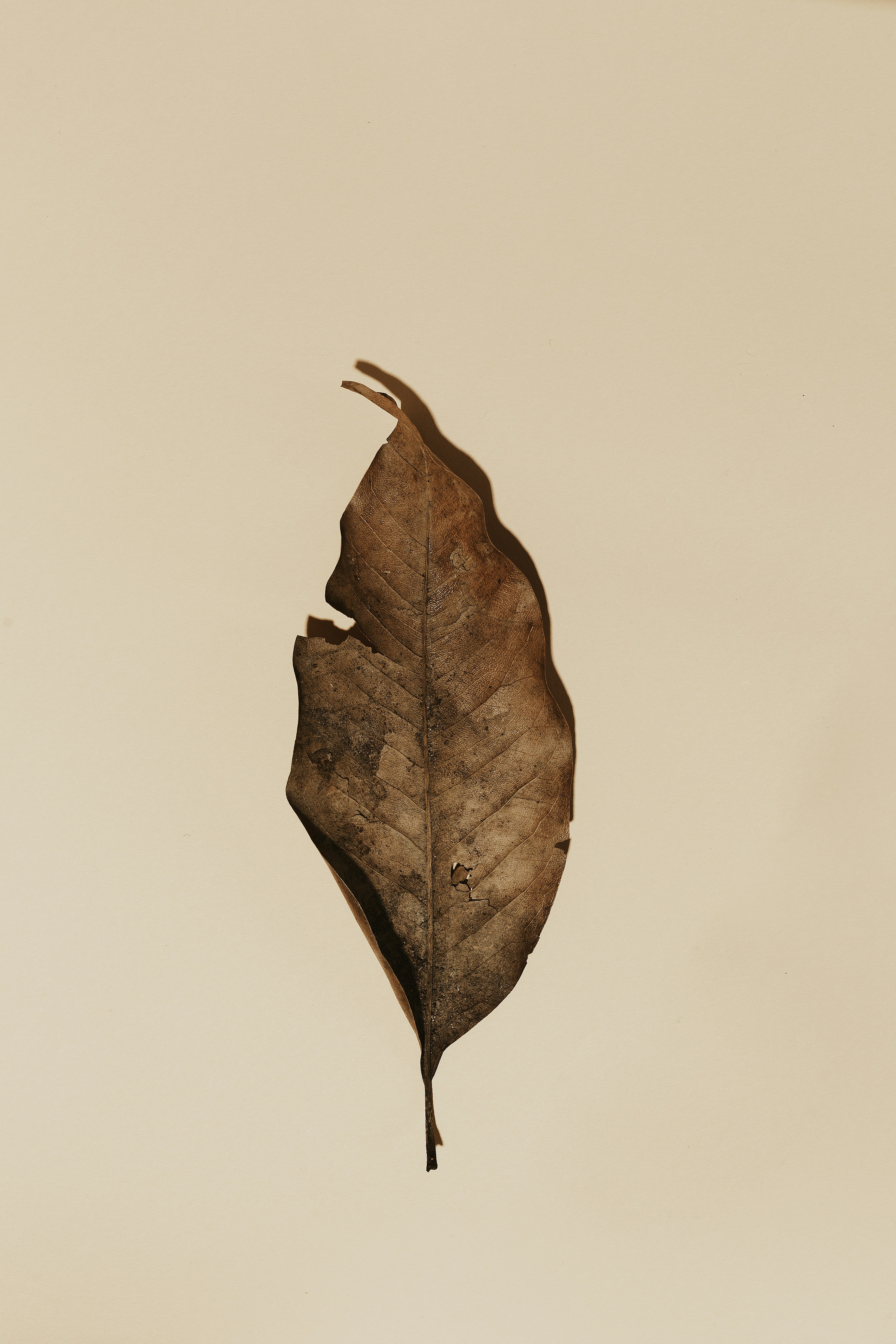 Single Dried Leaf On Plain Background