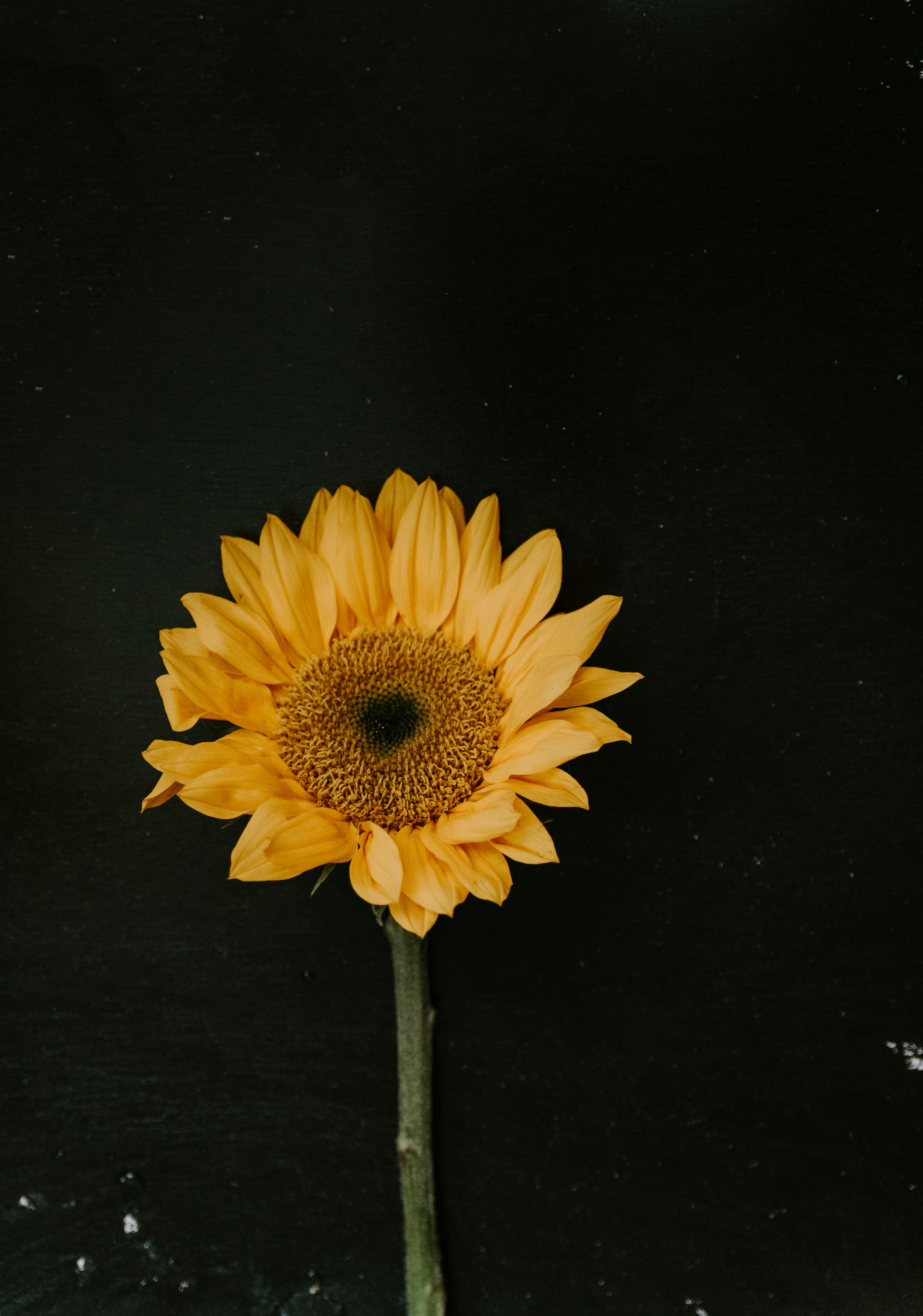 Single Sunflower on Black Background