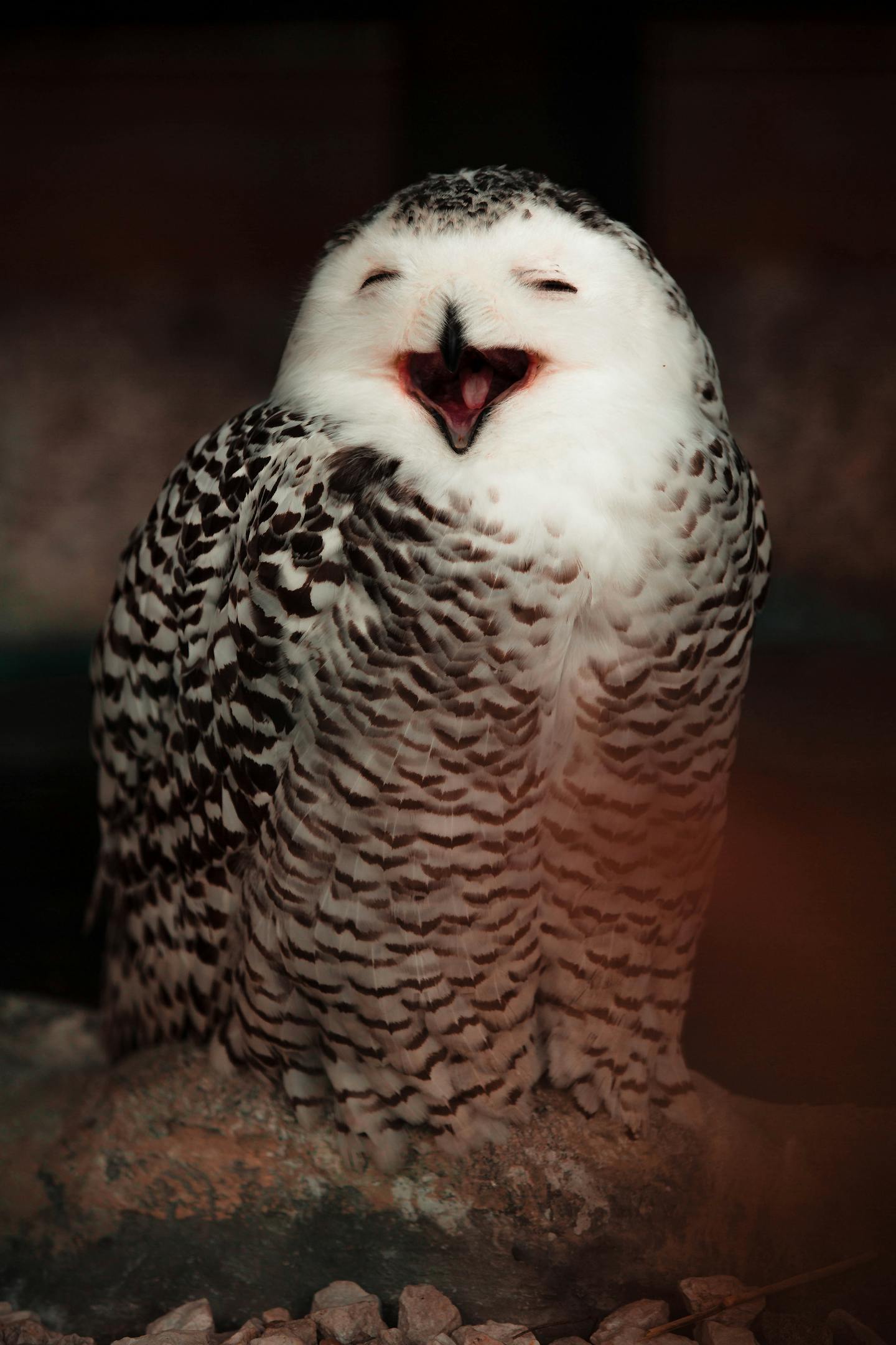 Laughing Snowy Owl