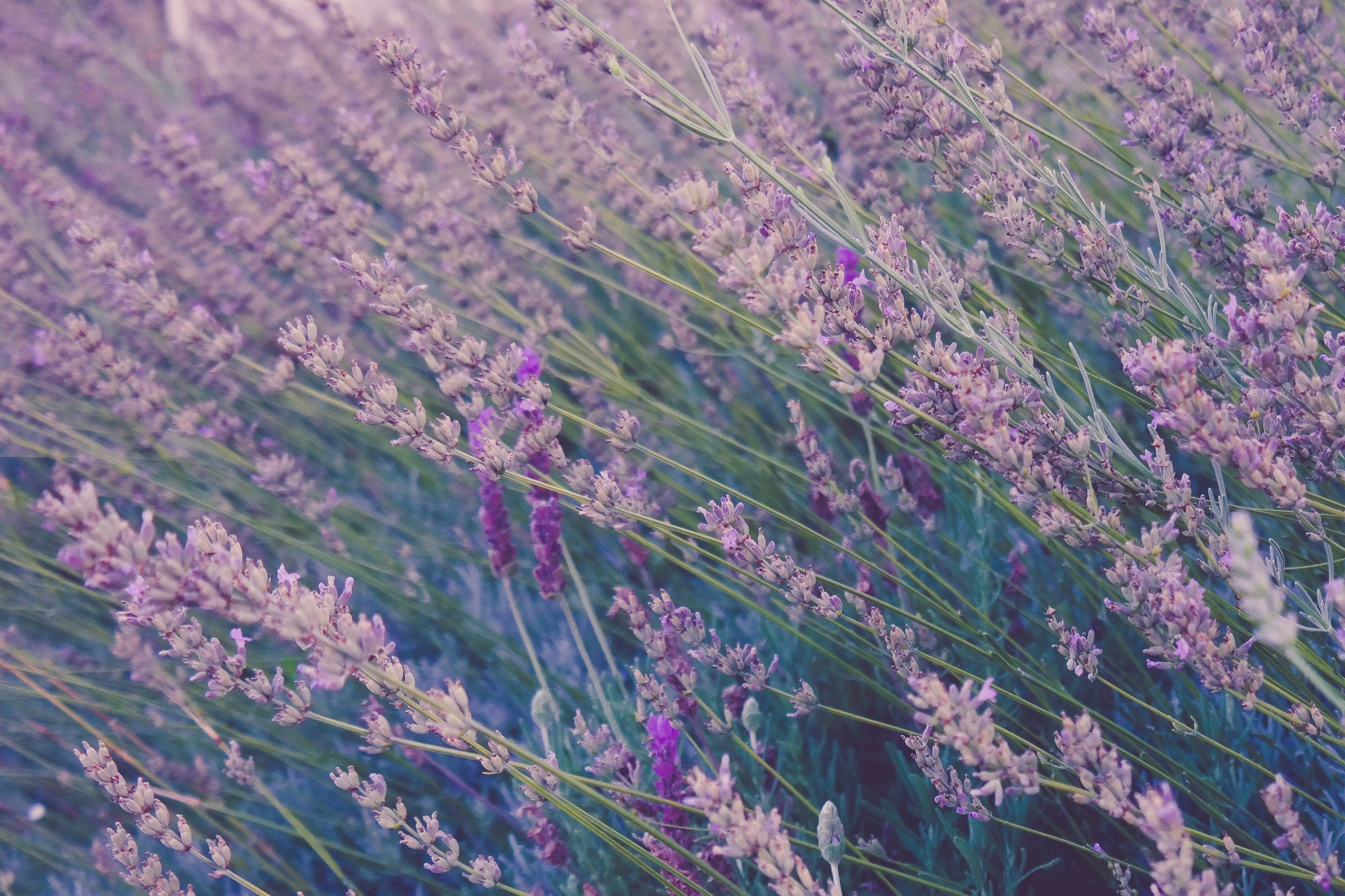 Close-up of Lavender Field