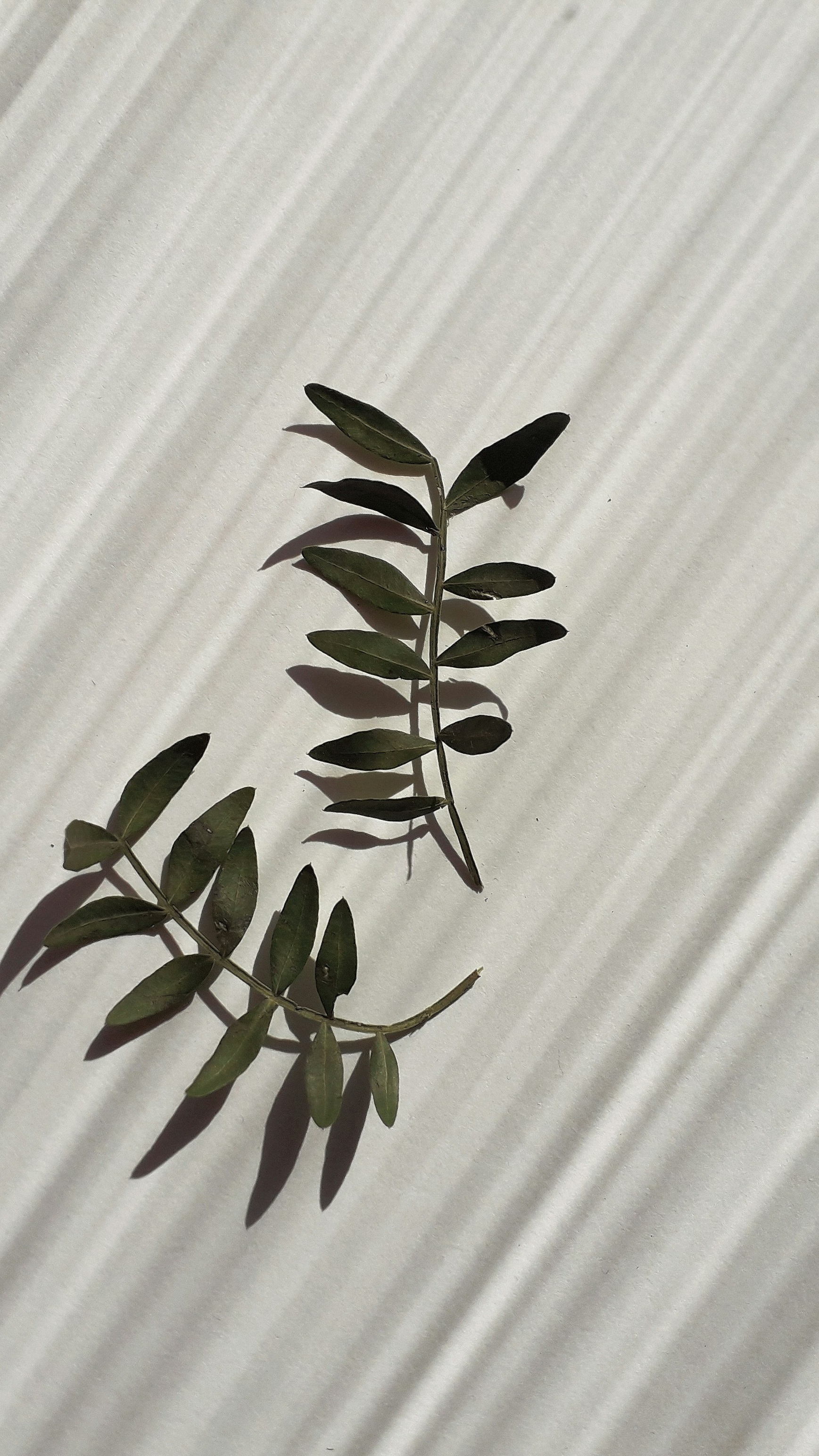 Two Pressed Leaf Sprigs on White Paper
