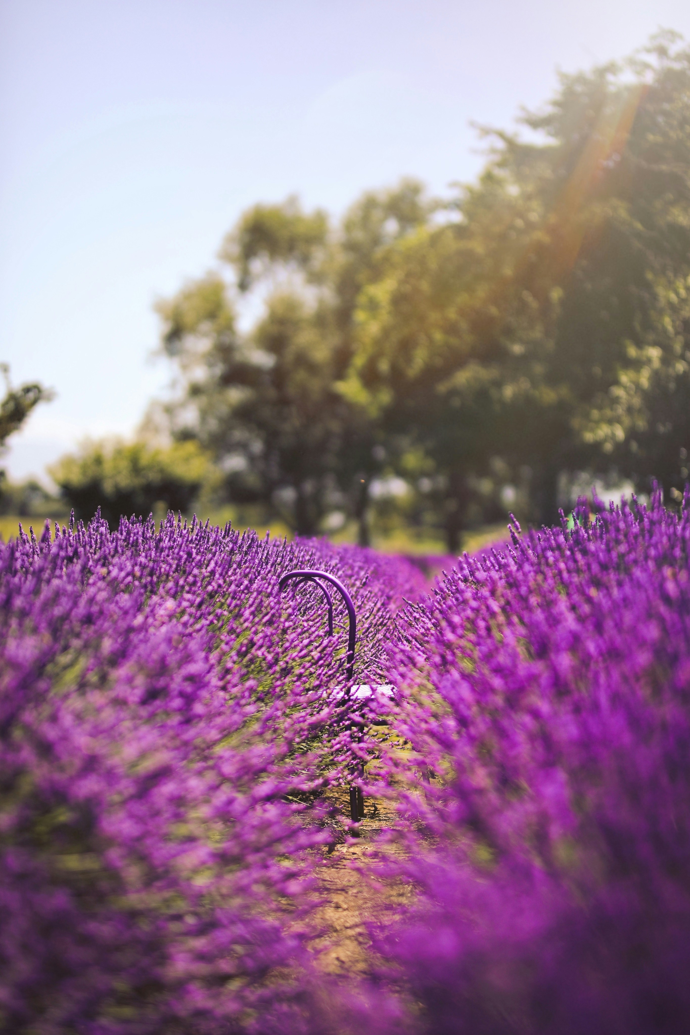 Sunlit Lavender Field