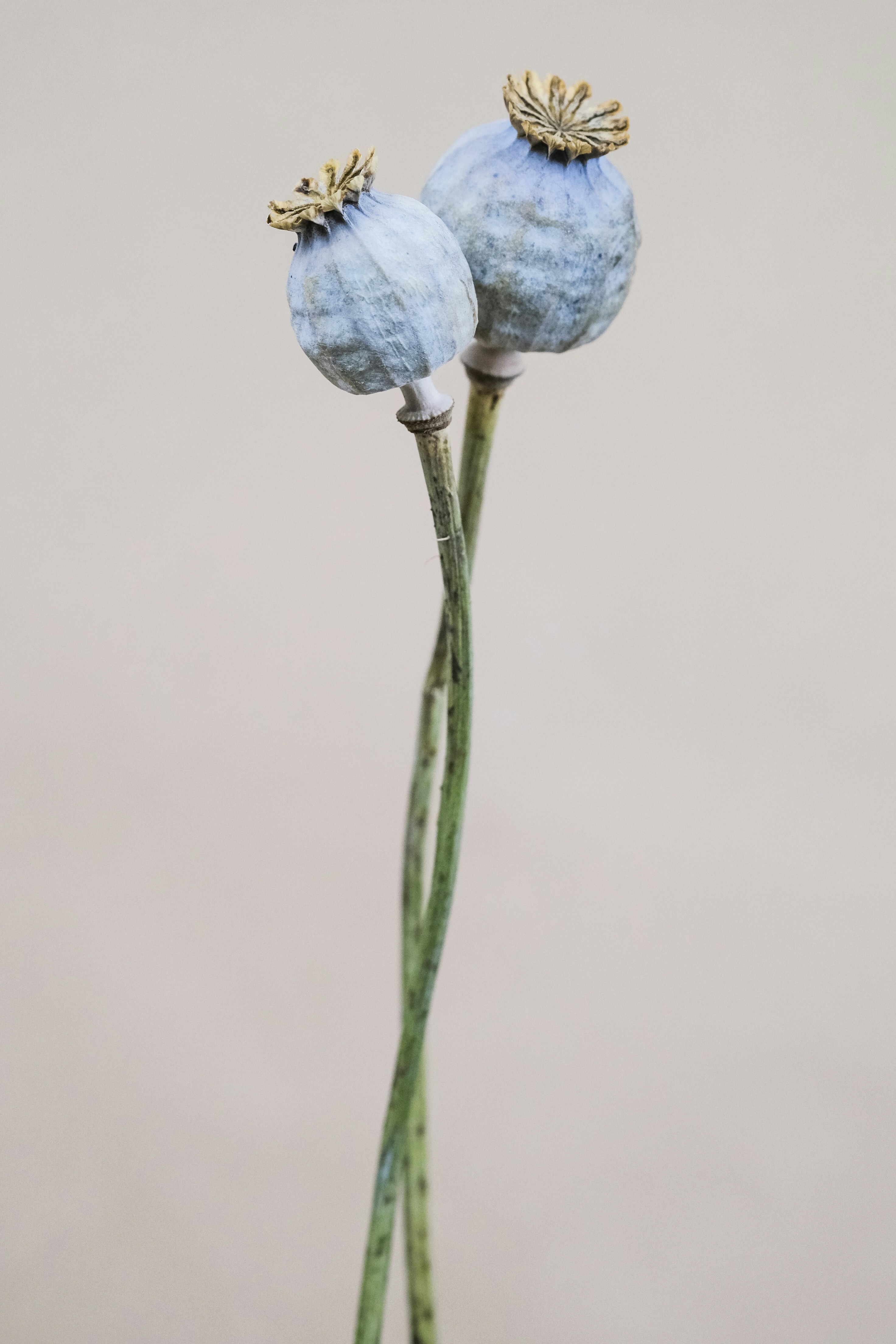 Two Dried Poppy Pods — Plant Encyclopedia