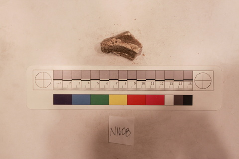 Fossil Fragment Specimen N1608