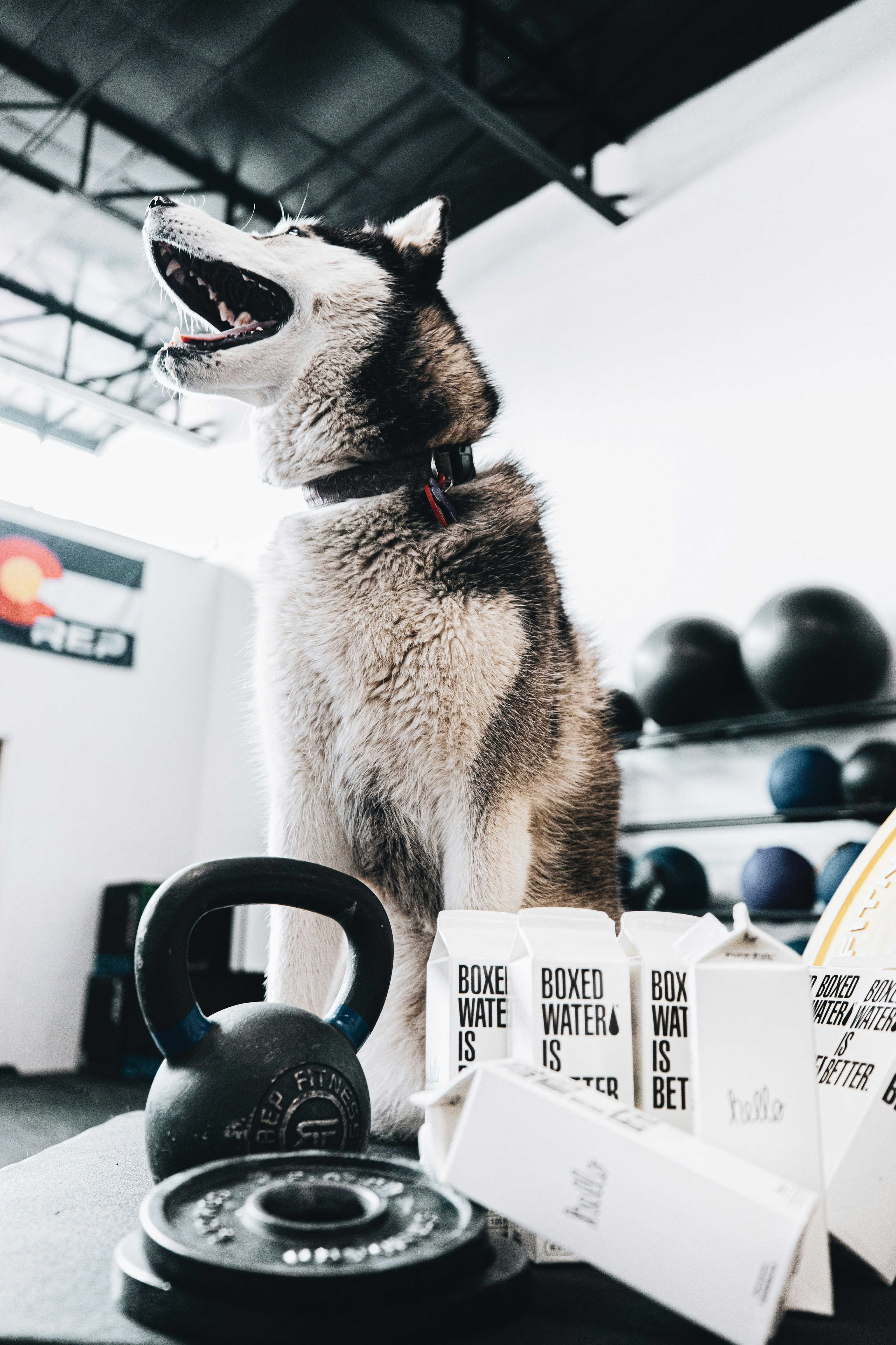 Husky in a Fitness Gym