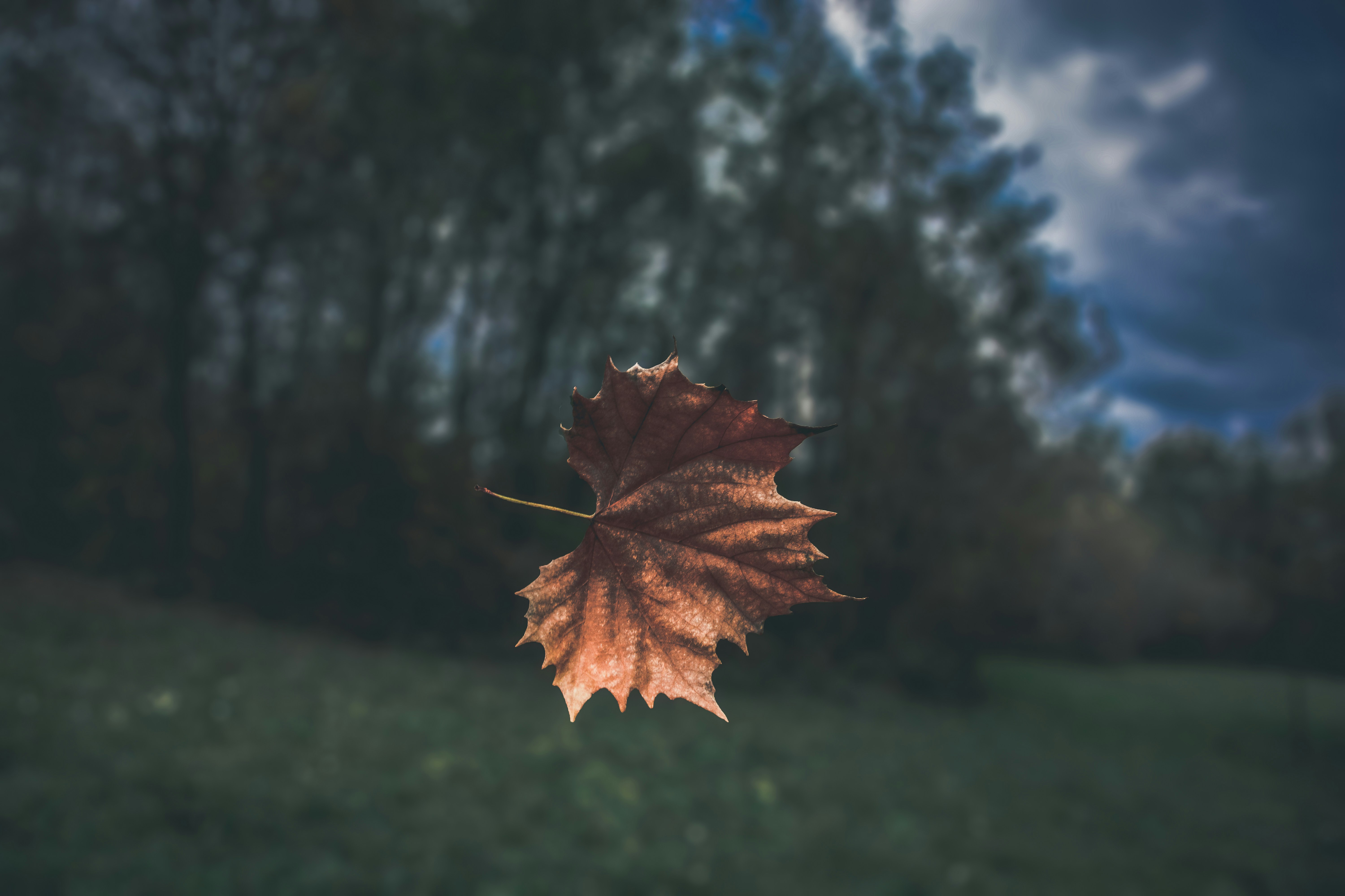Falling Autumn Maple Leaf