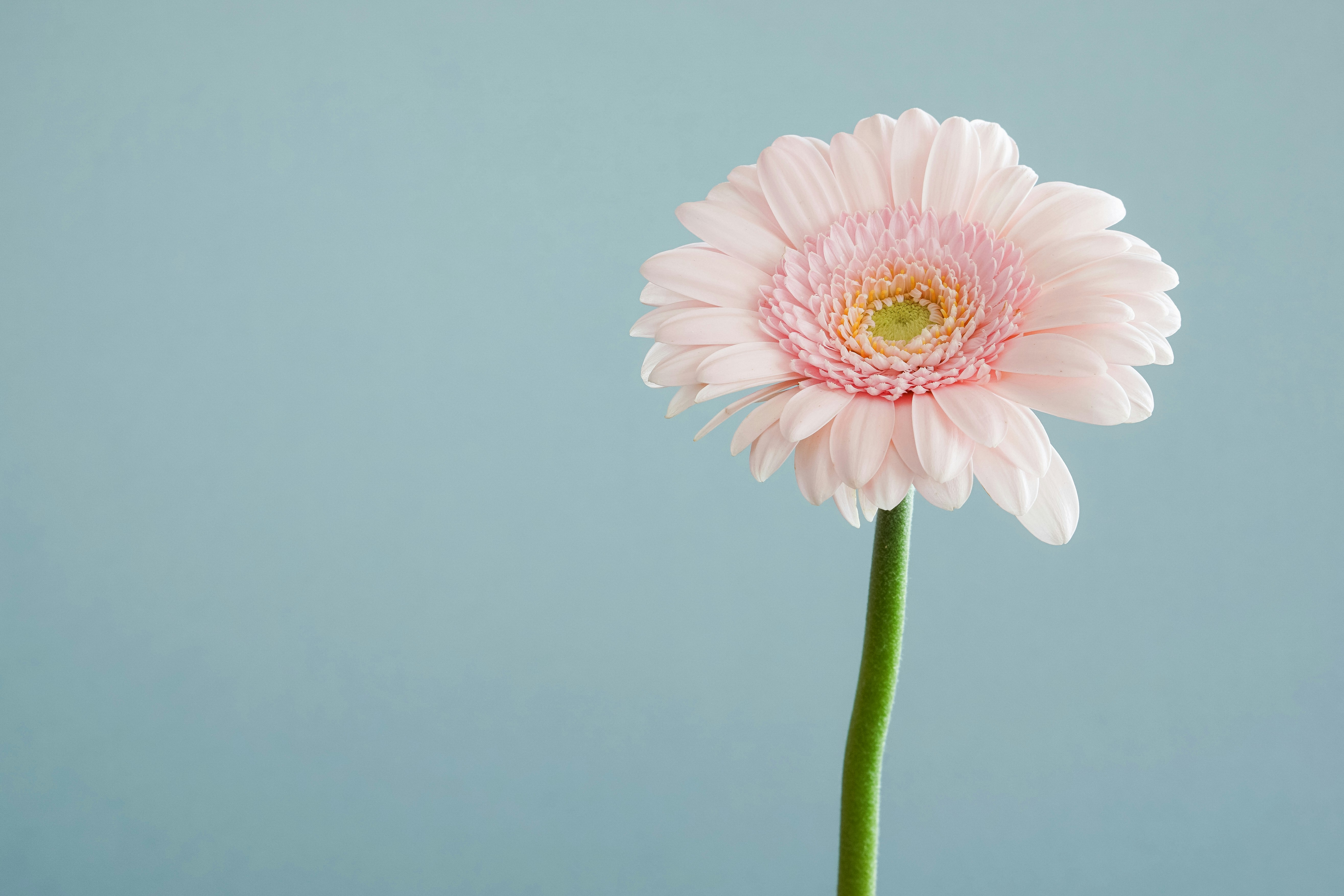 Light Pink Gerbera