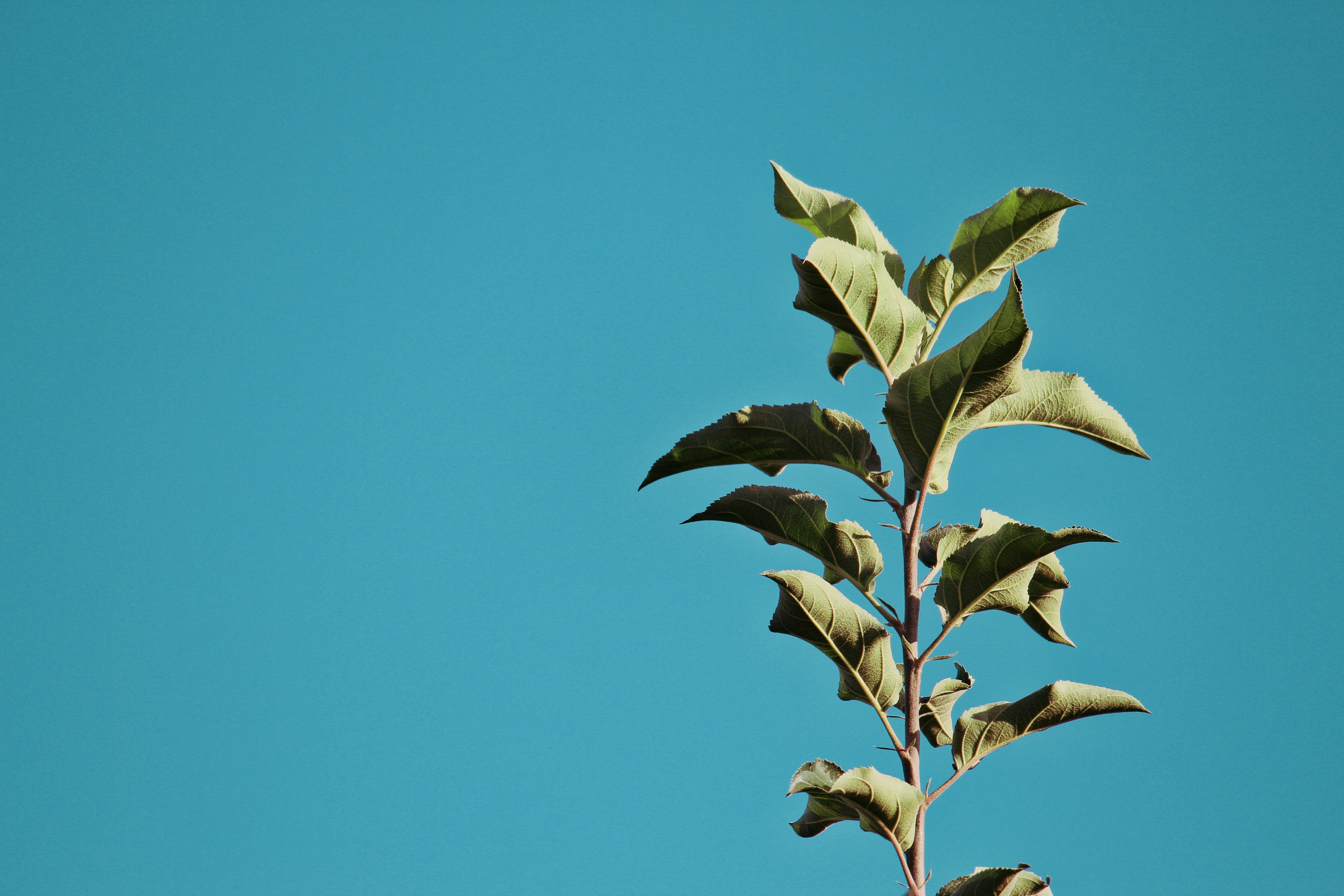 Young Sapling Against Clear Blue Sky