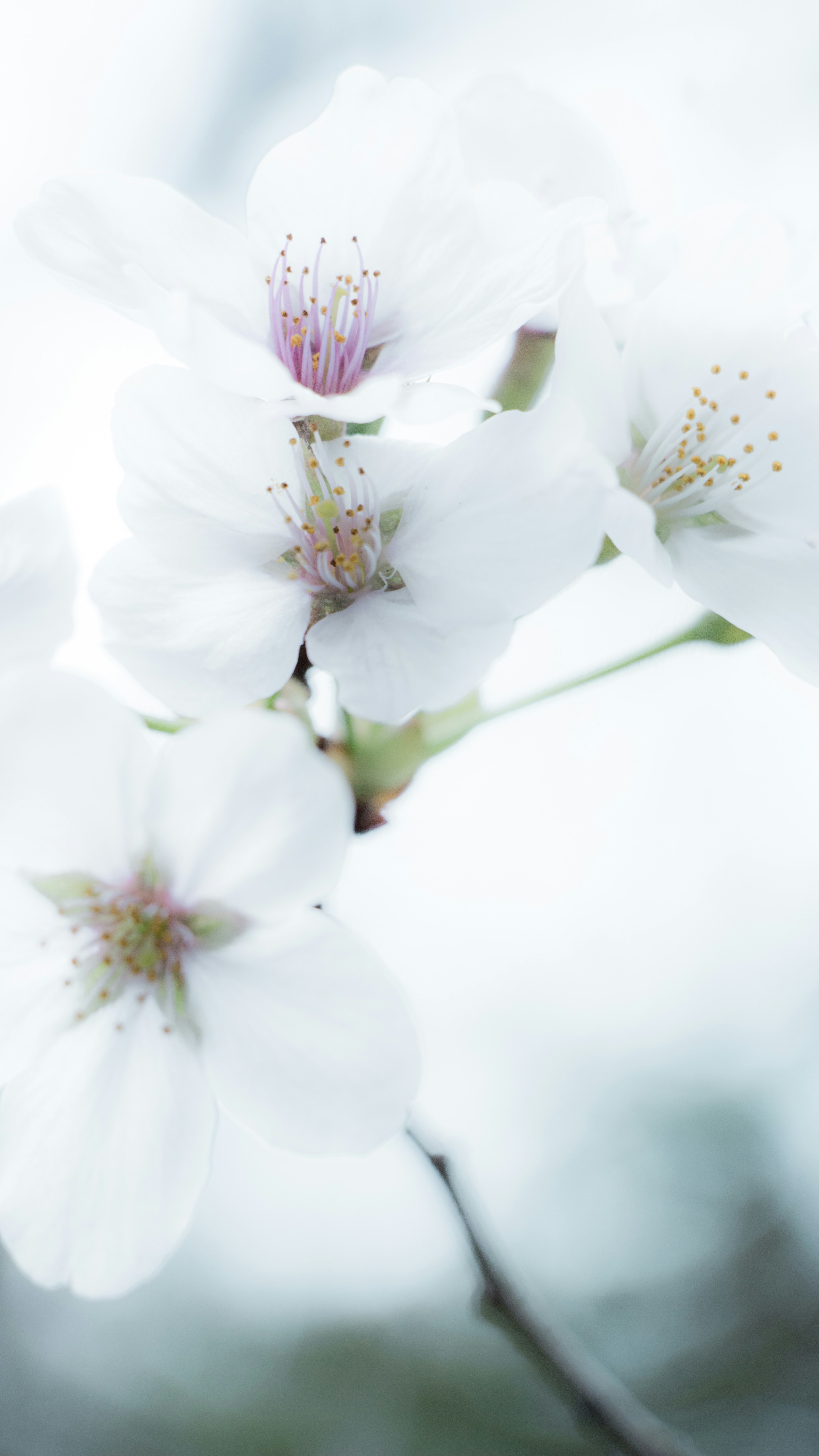Wallpapers