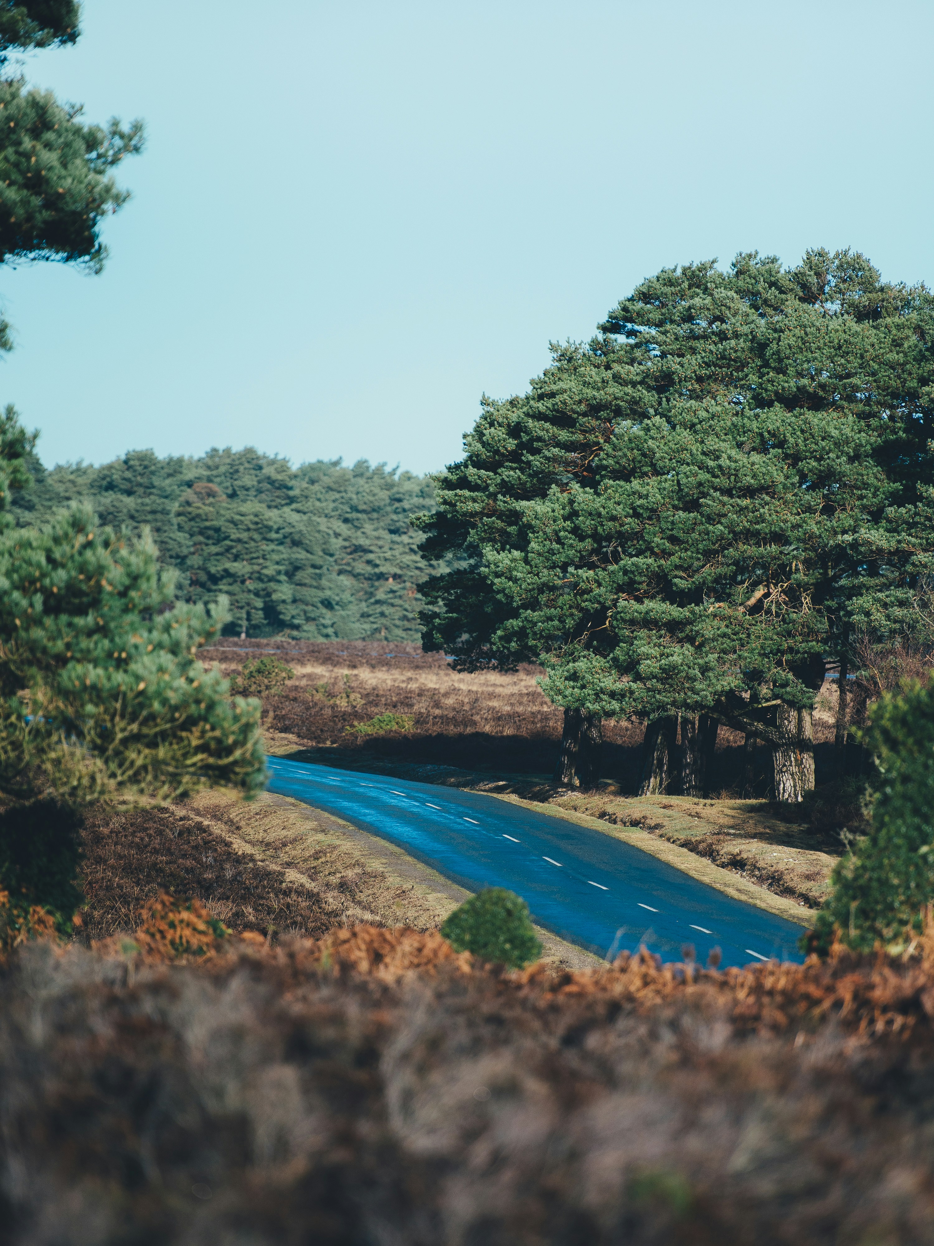 Winding Road Through Pine Forest