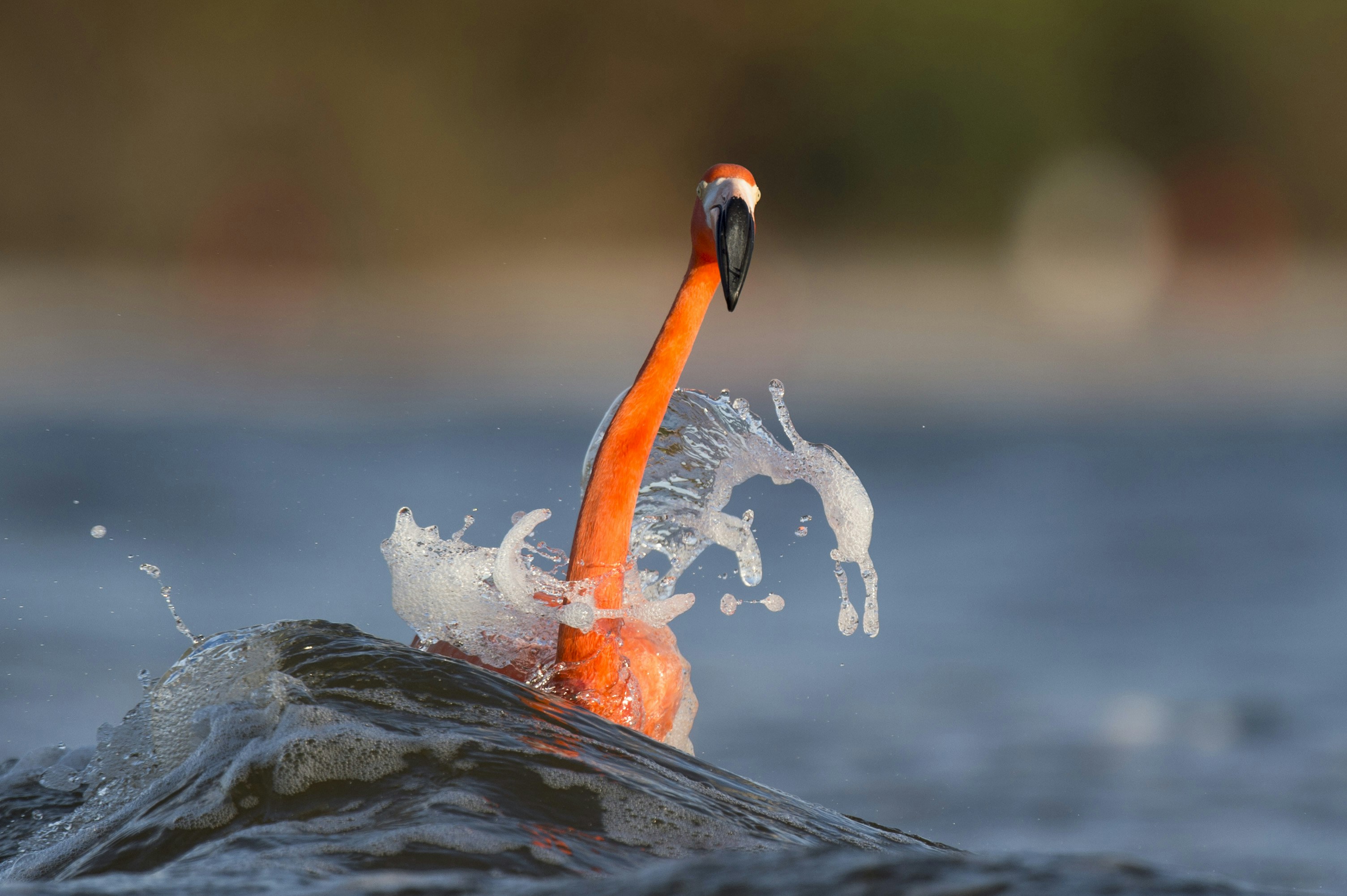 Flamingo Splashing in Water