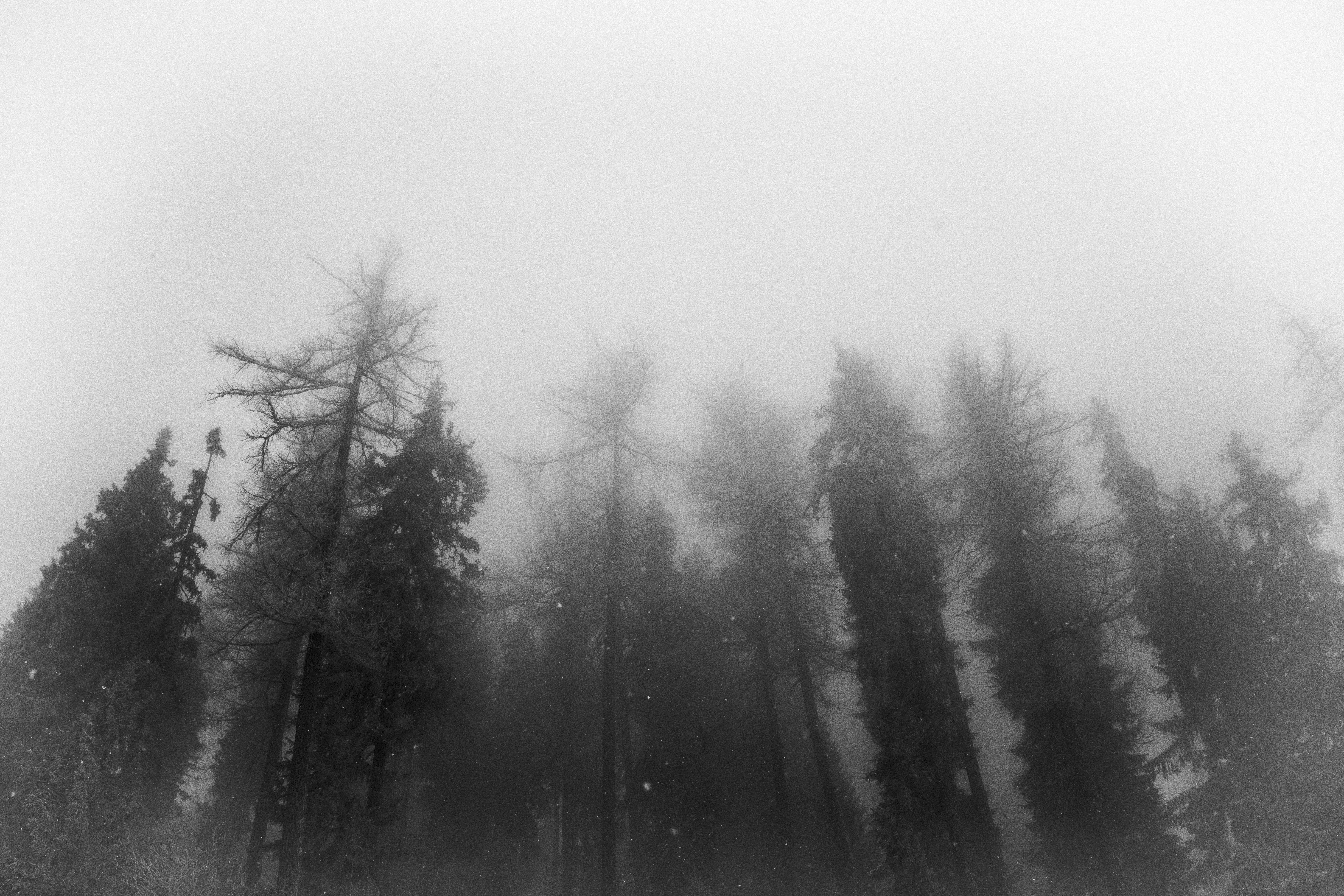 Foggy Black and White Forest