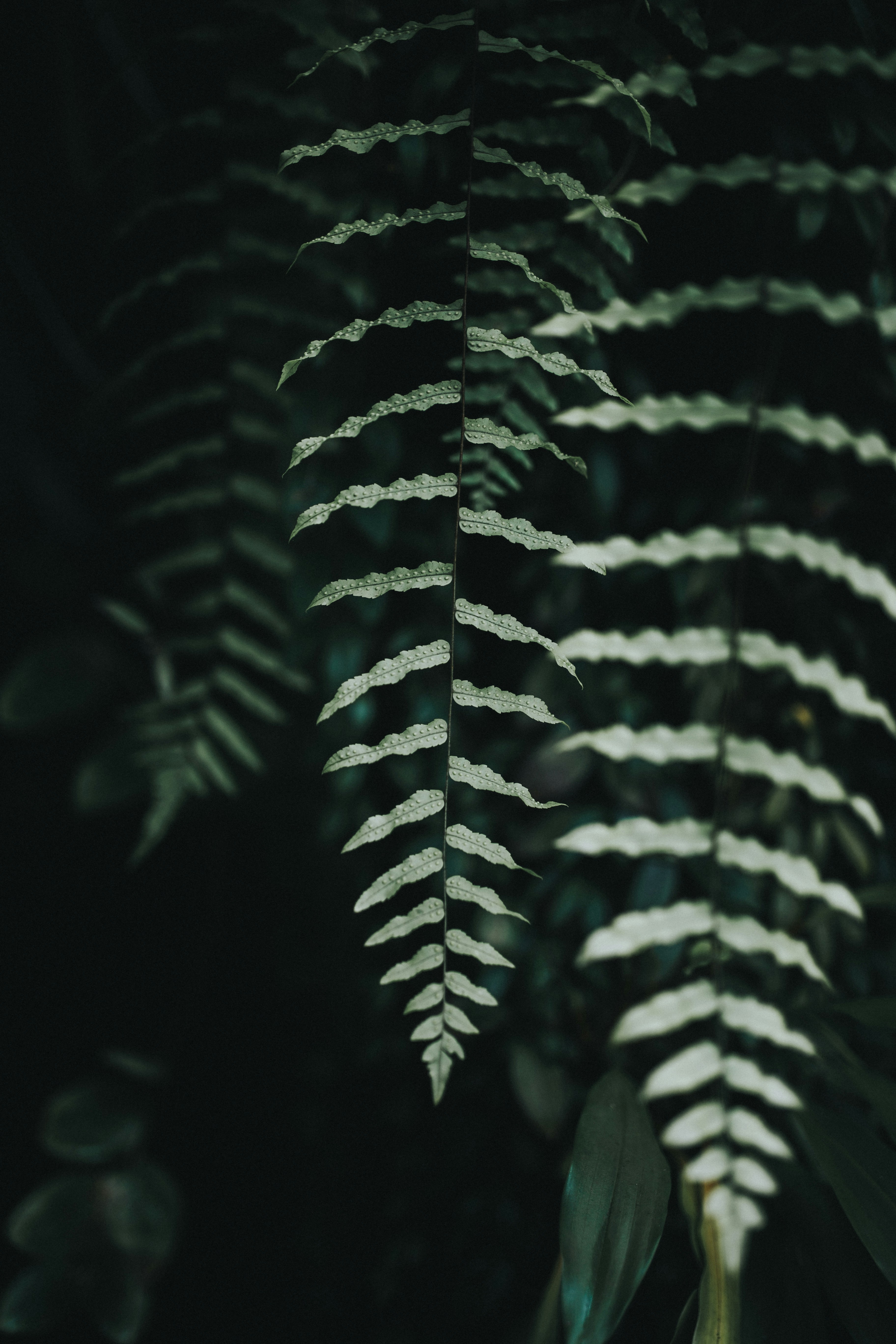 Close-up of Hanging Fern Fronds