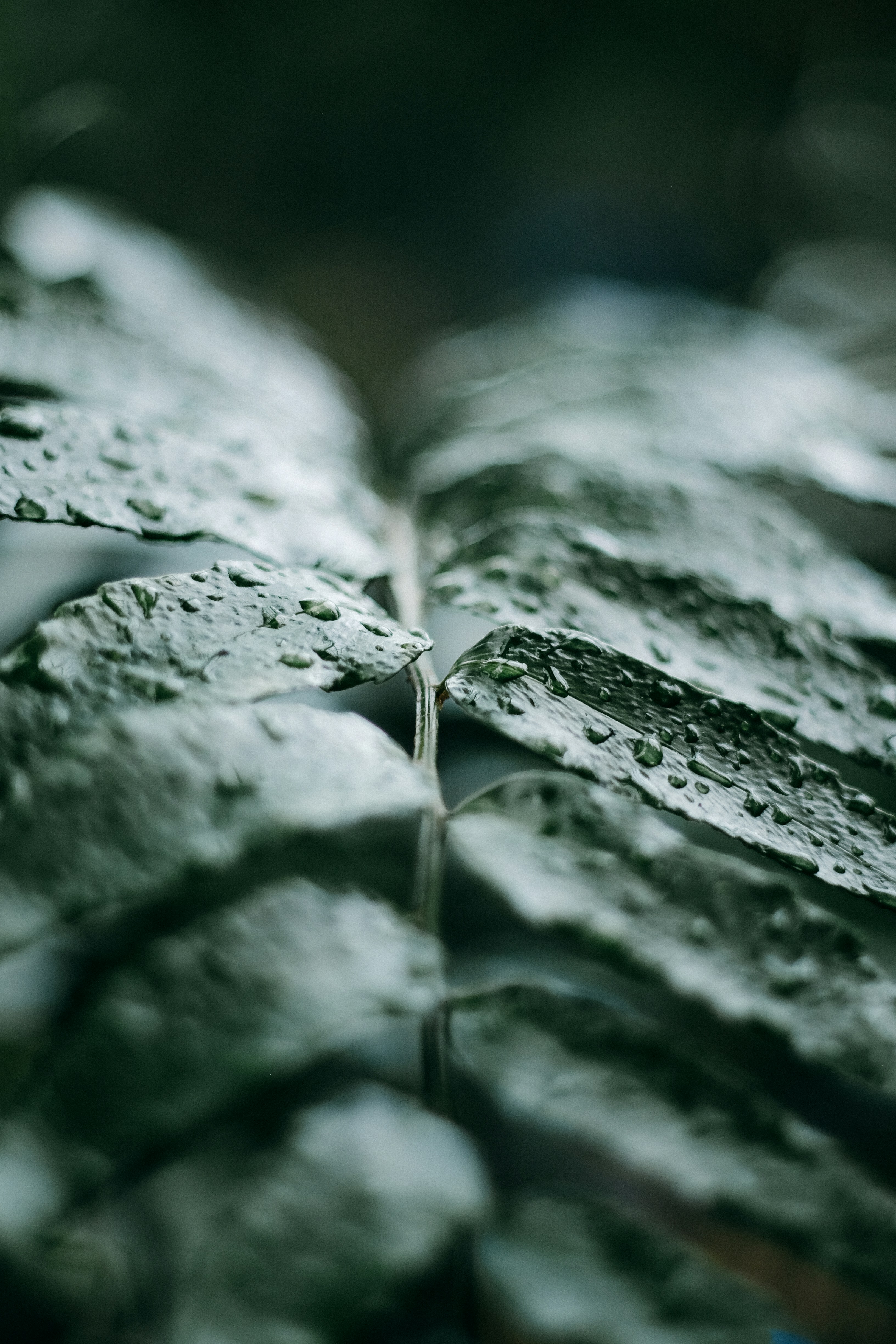 Raindrops on Fern Leaves