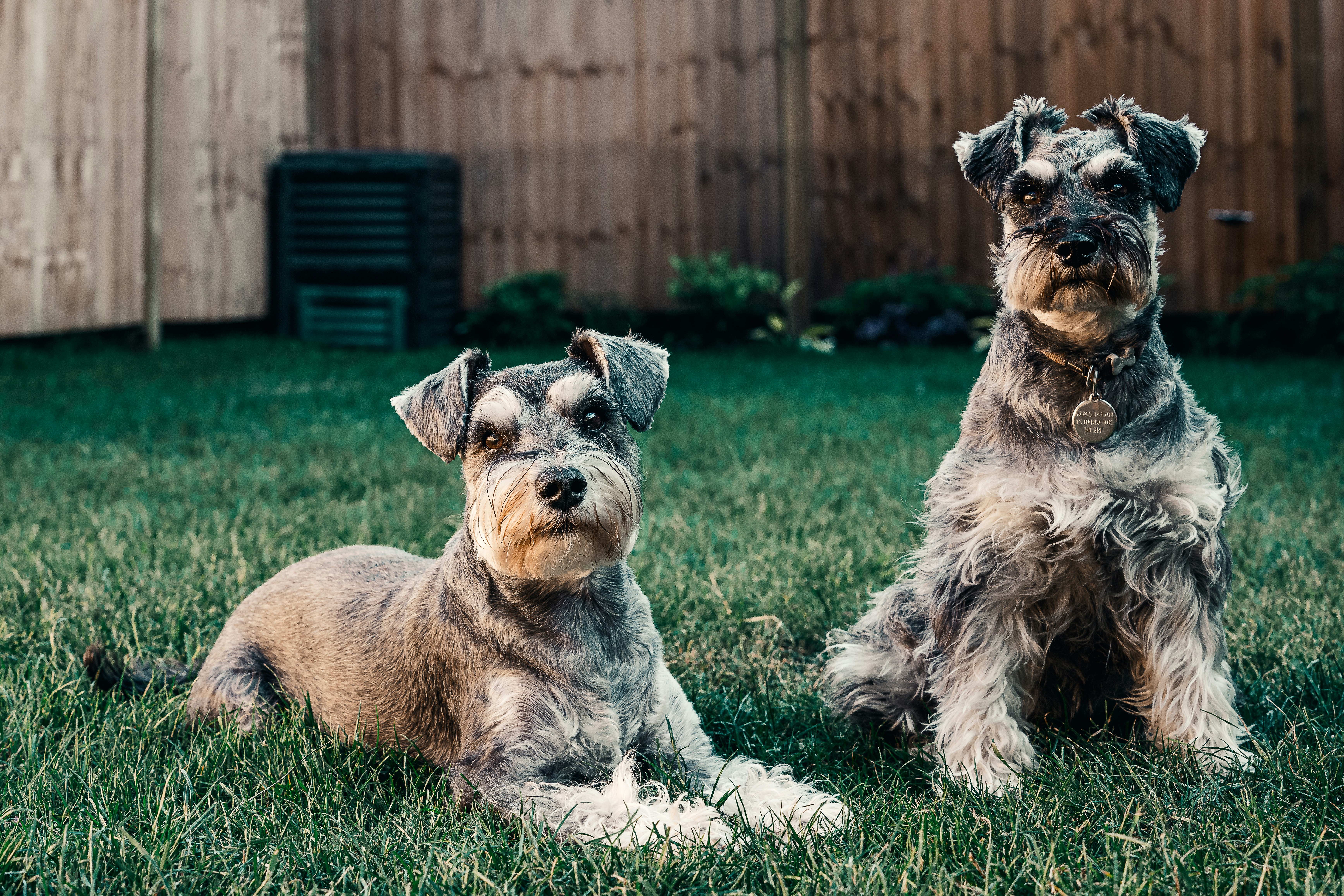Two Schnauzers Resting on Backyard Grass
