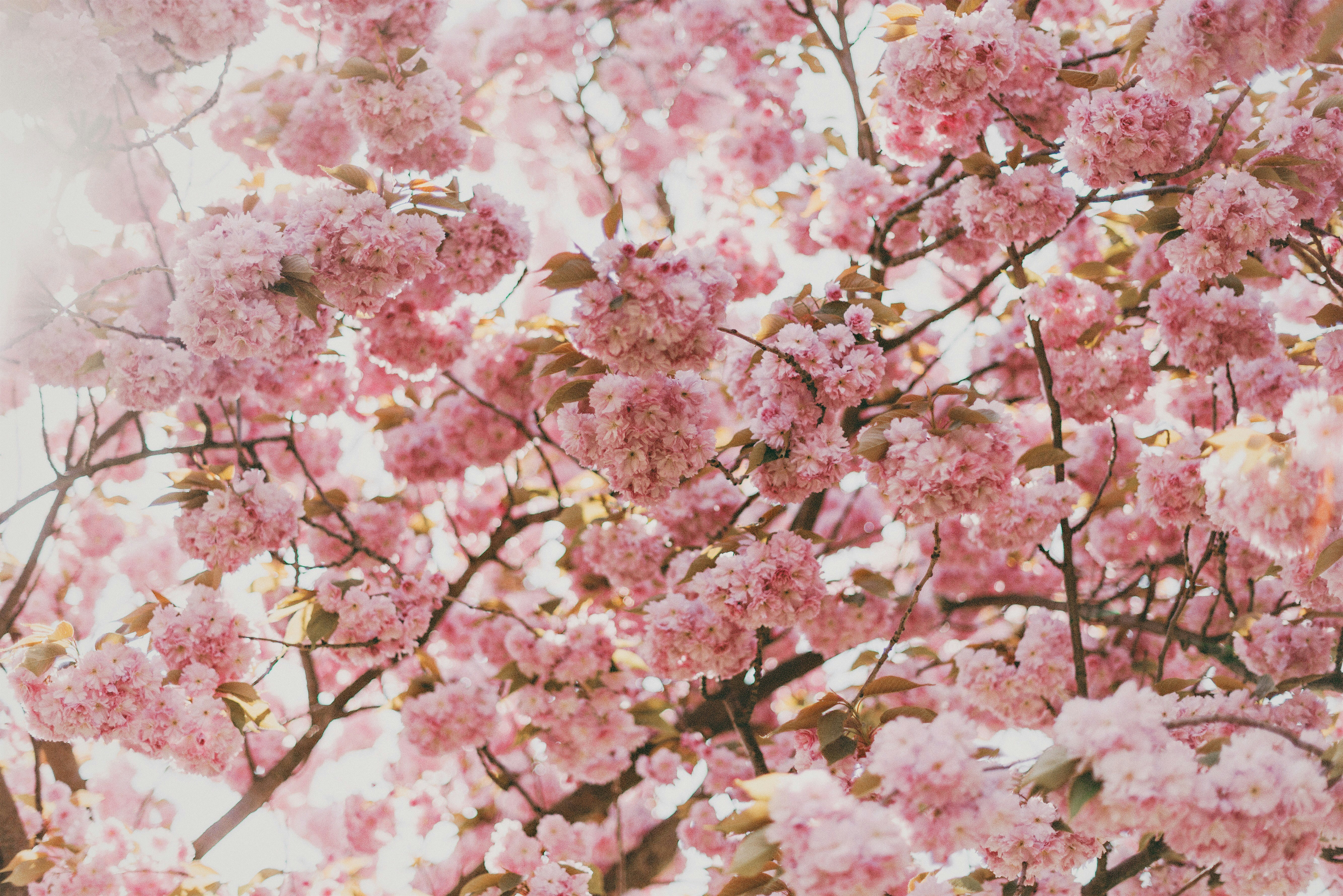Blooming Pink Cherry Blossoms
