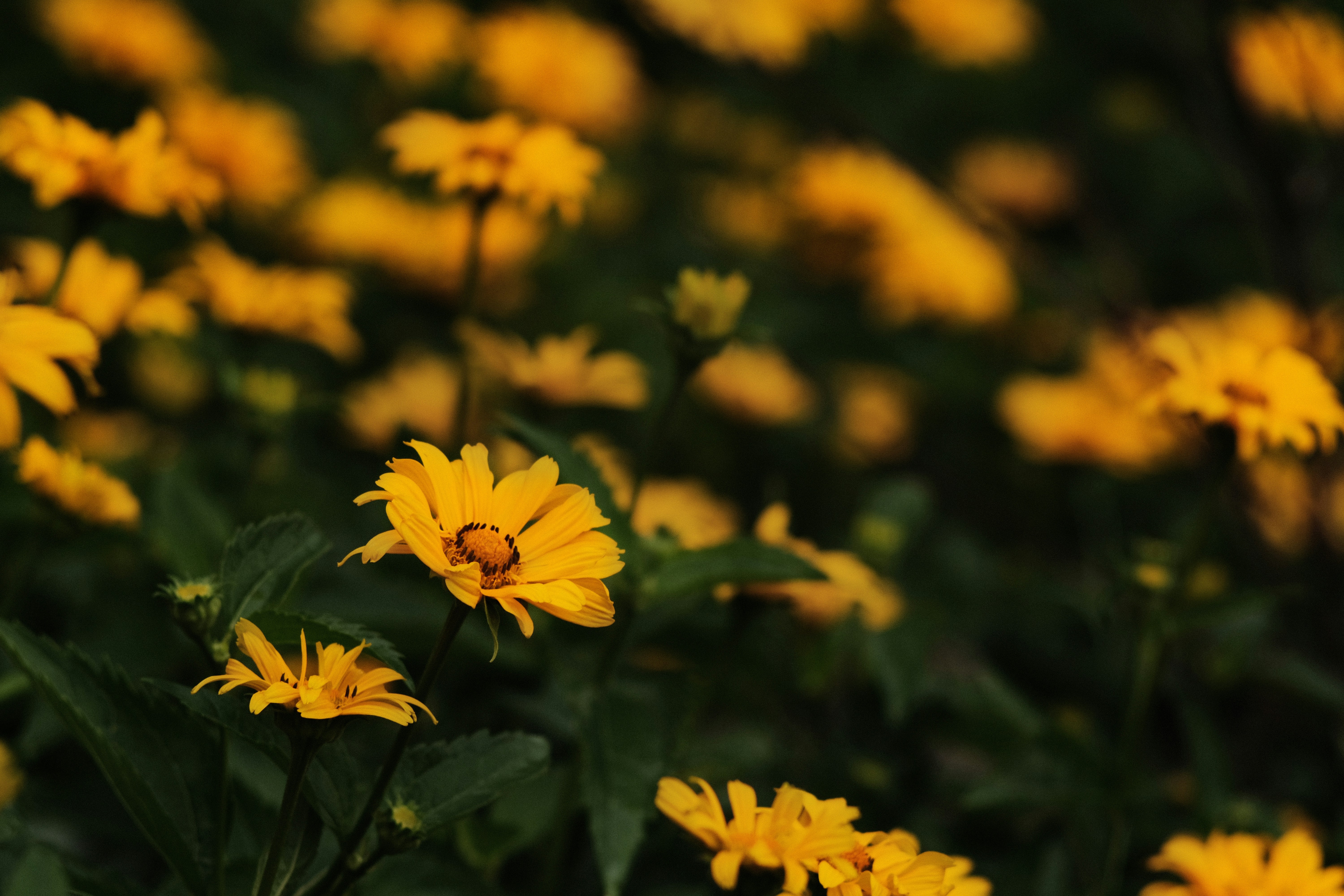 Yellow Wildflowers in Bloom