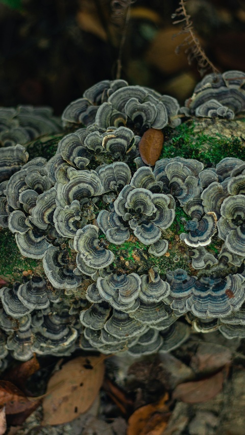 Turkey Tail Fungi on Mossy Log