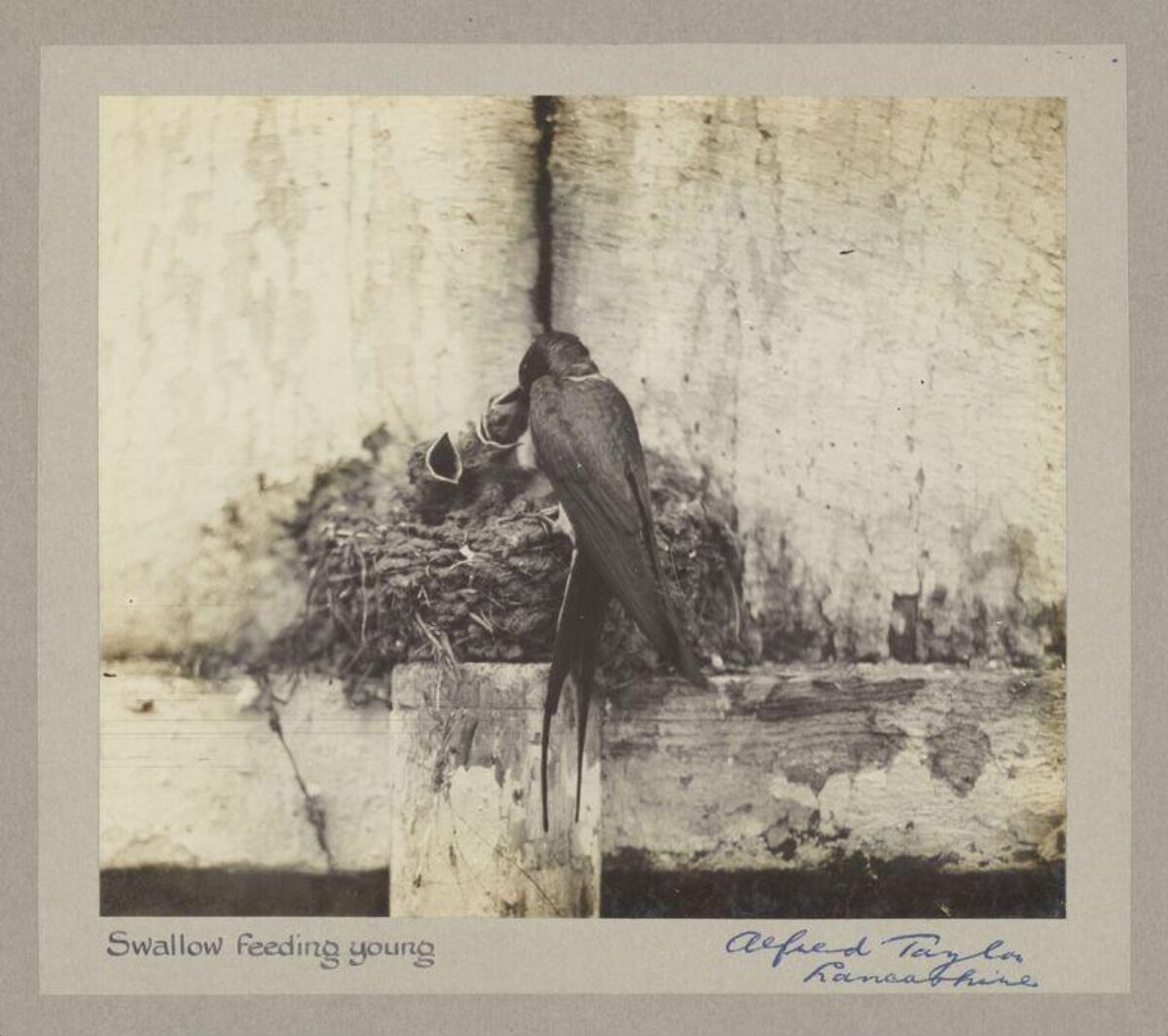 Swallow Feeding Young