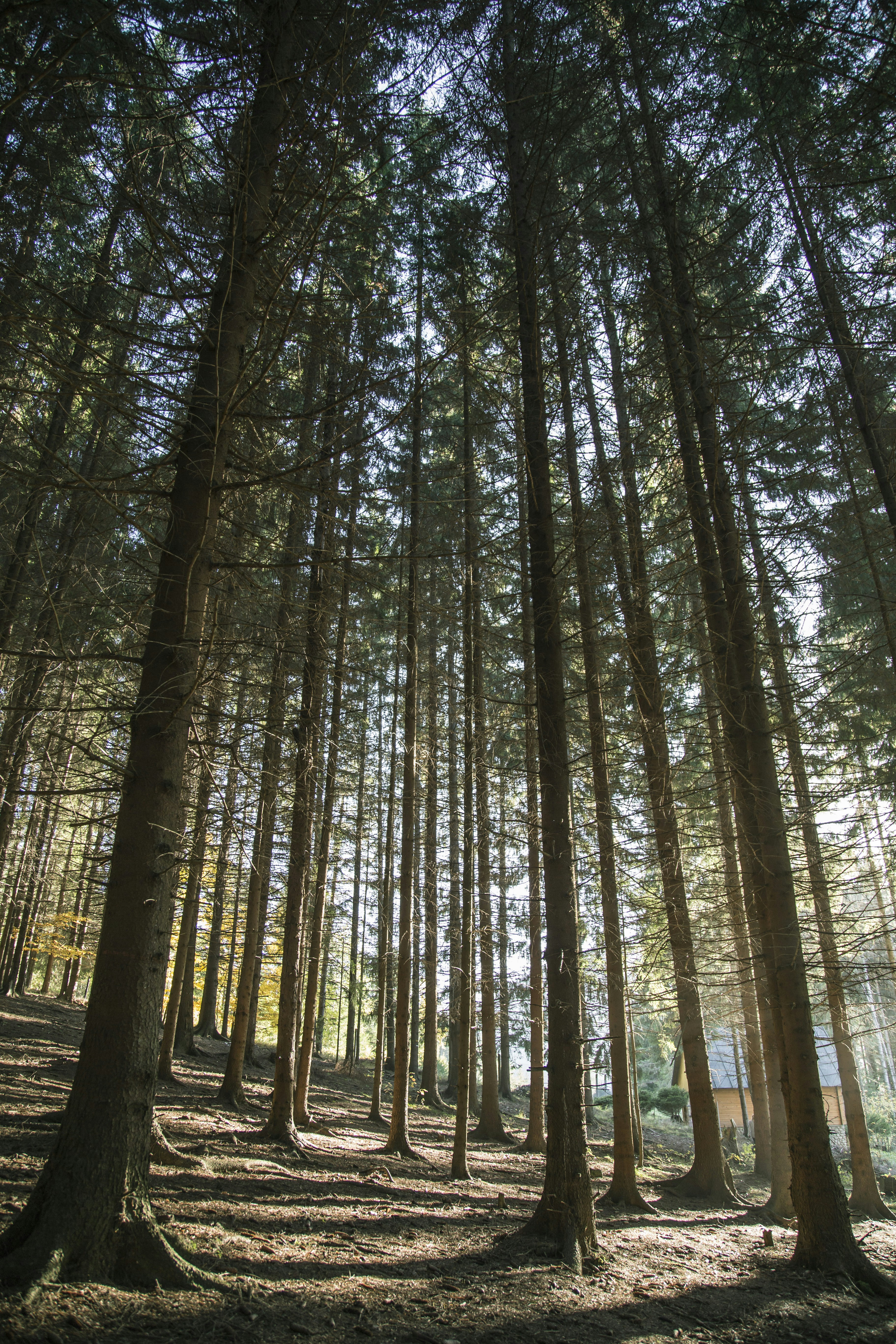 Sunlit Coniferous Forest Hillside