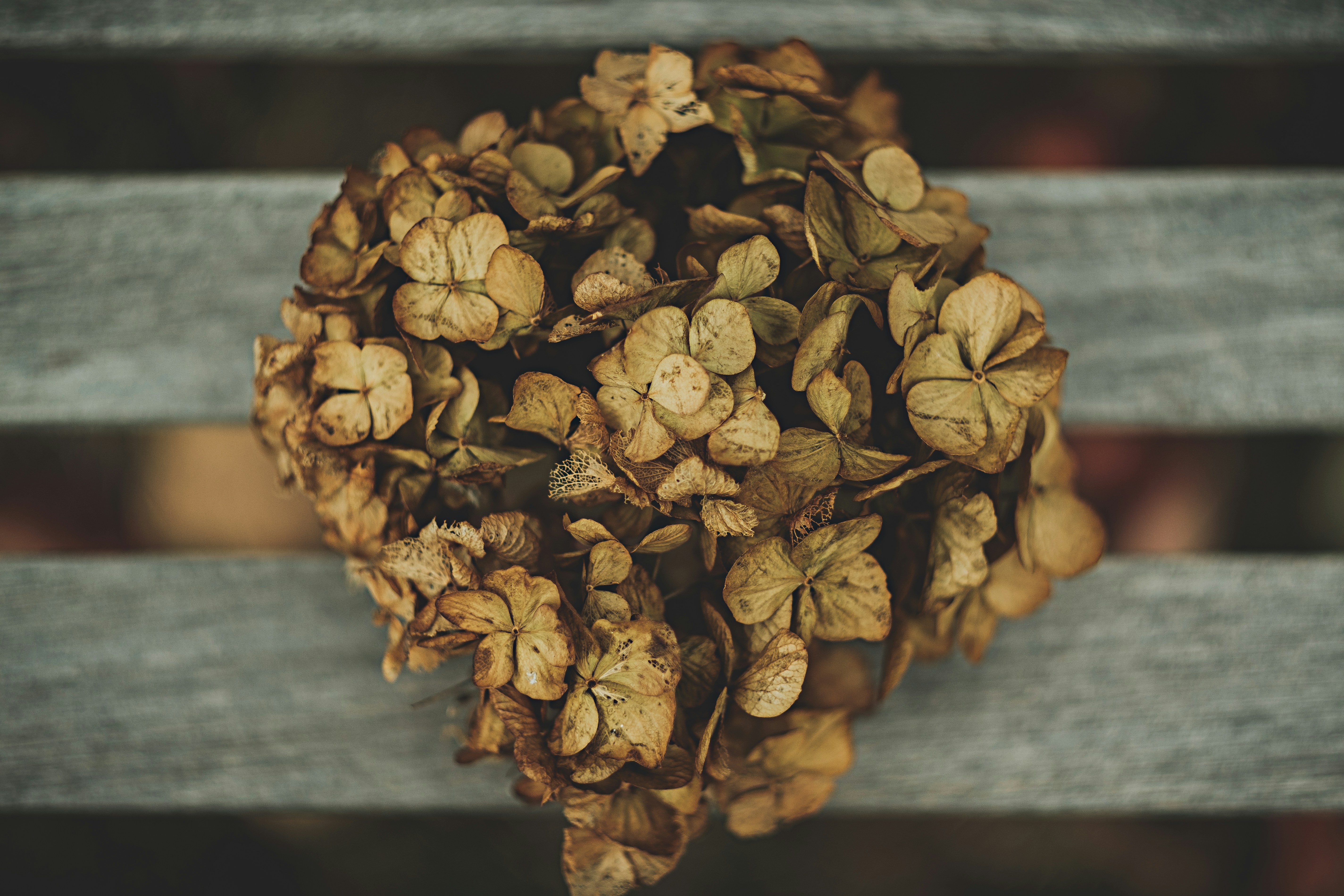 Dried Hydrangea on Wooden Bench