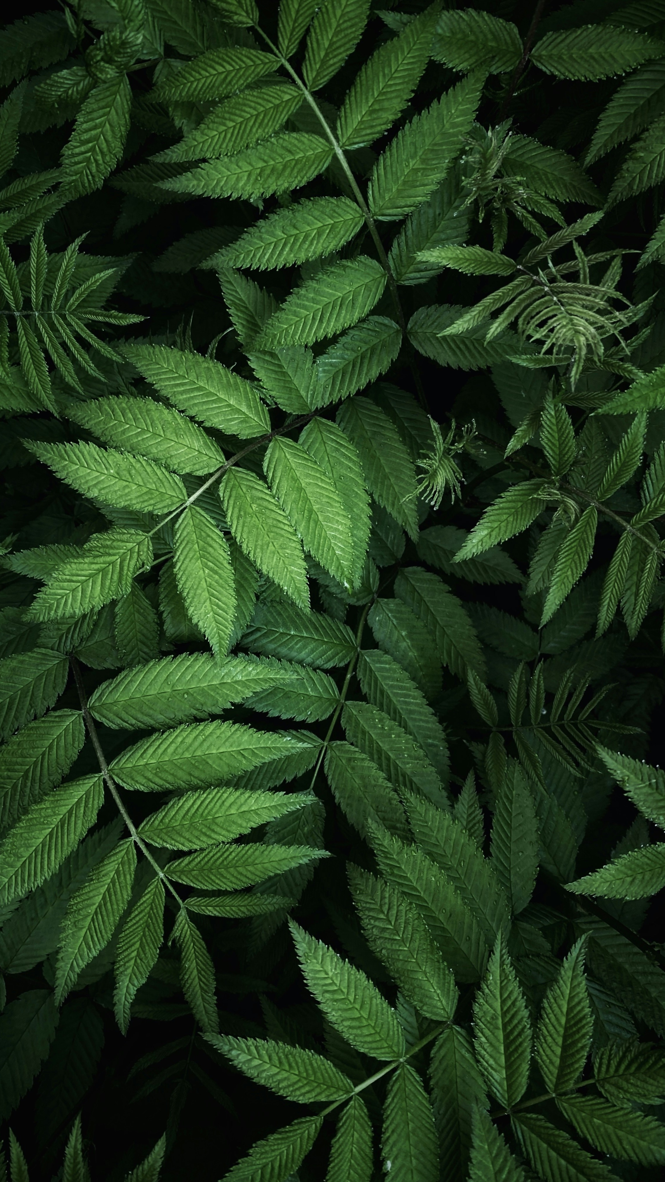 Wallpapers