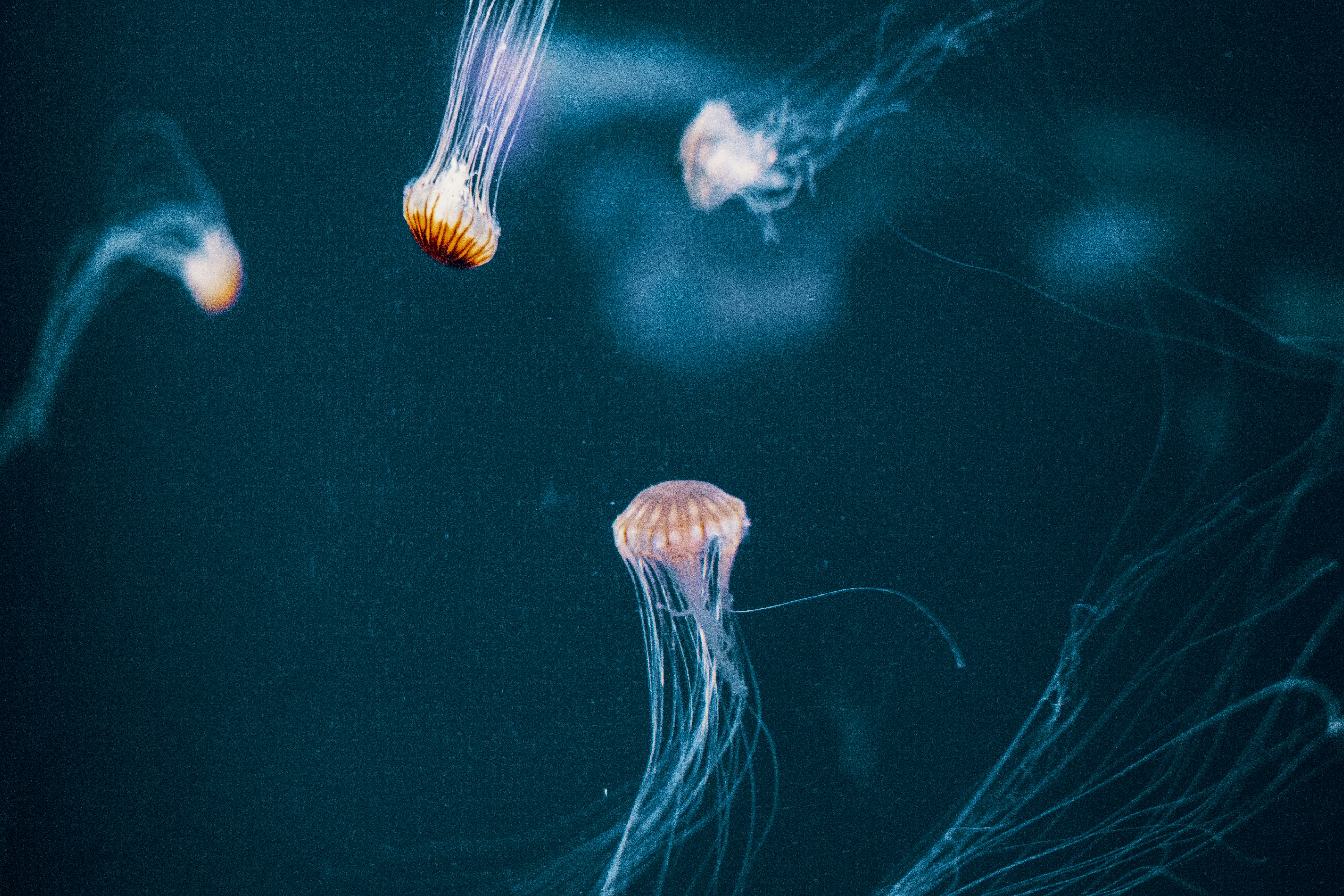Jellyfish Swimming Underwater