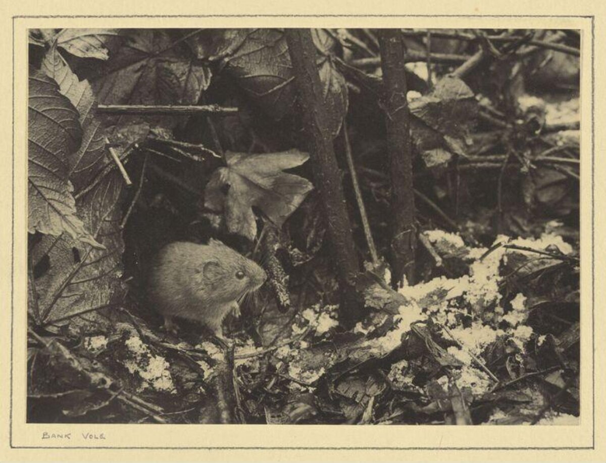 Bank Vole in Snowy Undergrowth